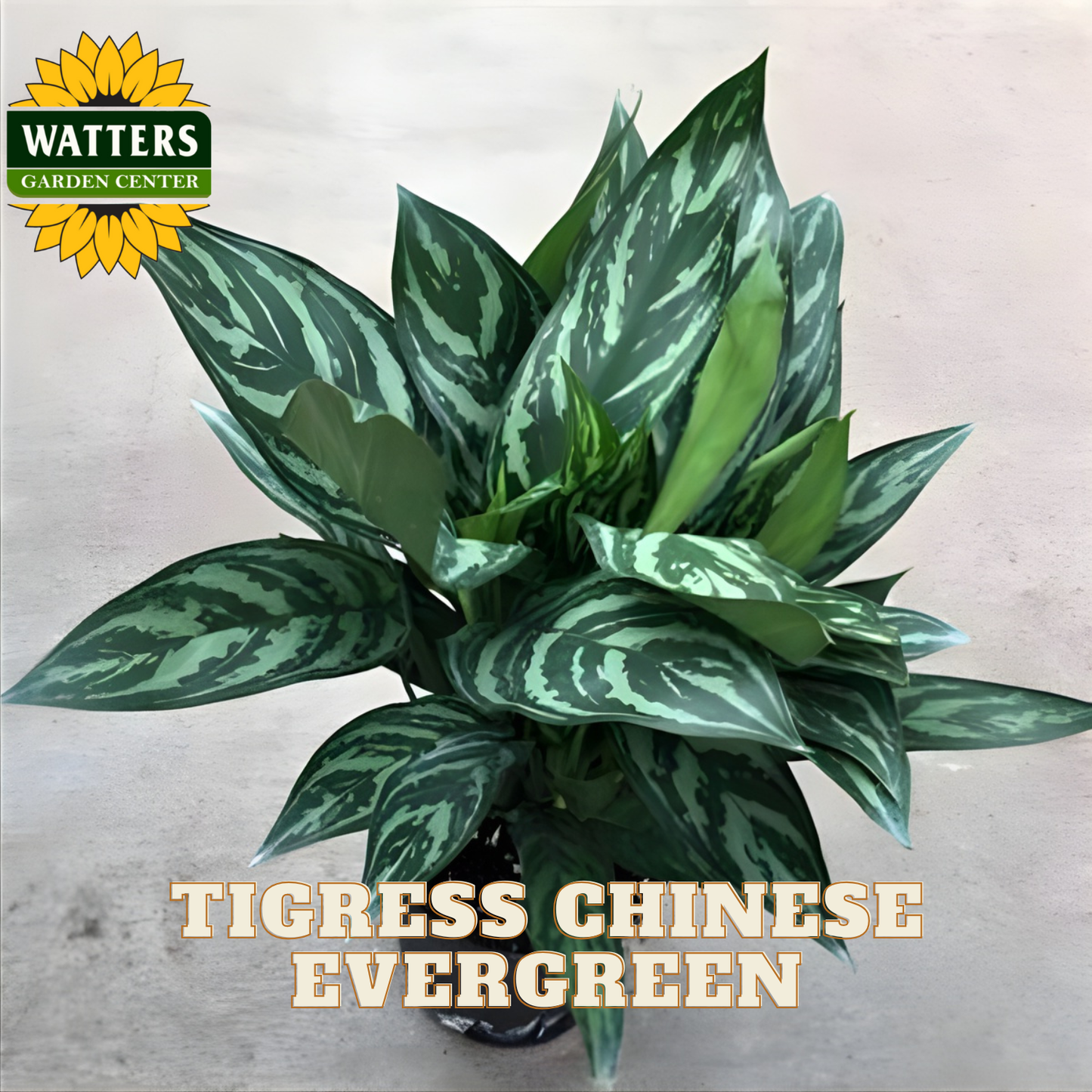 Potted plant with green leaves labeled 'Tigress Chinese Evergreen' from Watters Garden Center.