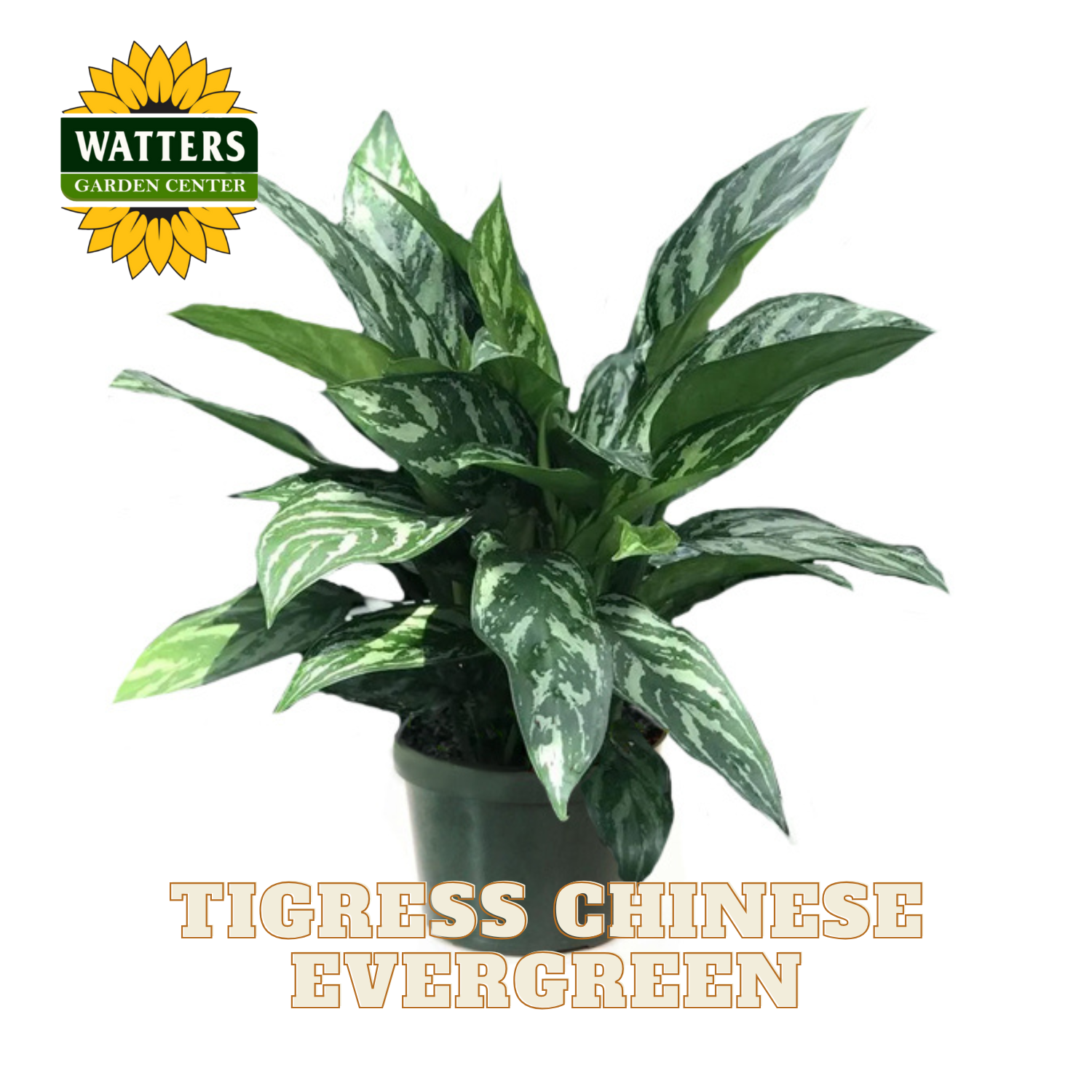 Potted plant with green and white leaves, branded 'Watters Garden Center', on a white background.