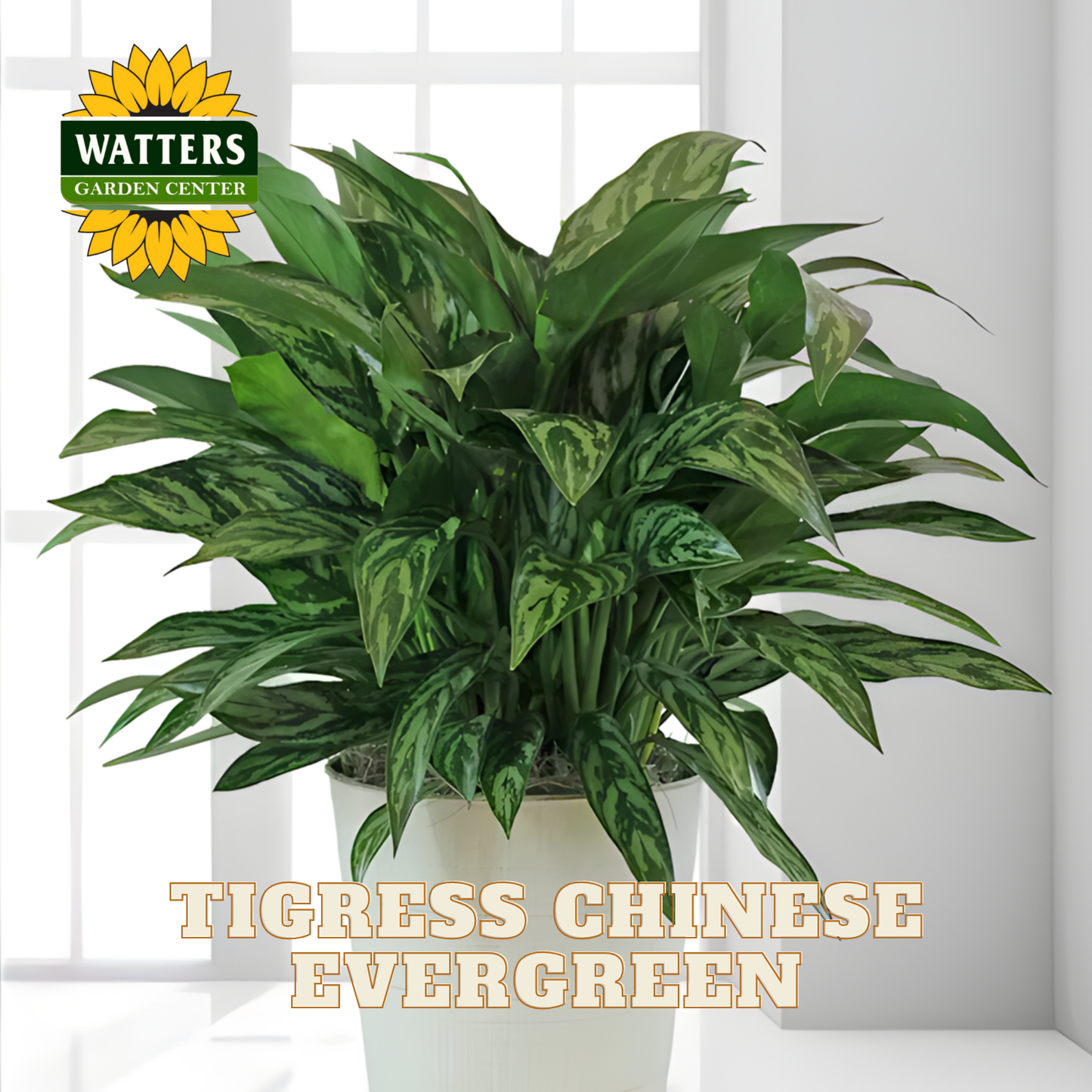 Potted Tigress Chinese Evergreen plant with Watters Garden Center logo