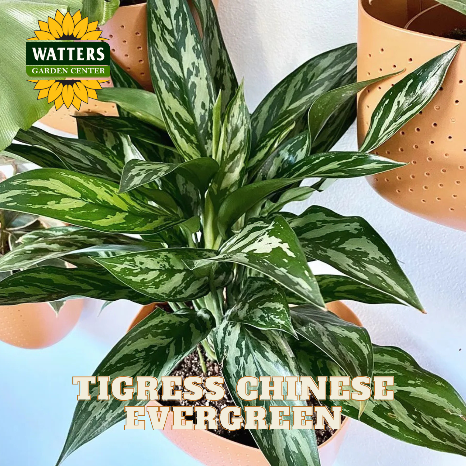 Tigress Chinese Evergreen plant with Watters Garden Center branding.