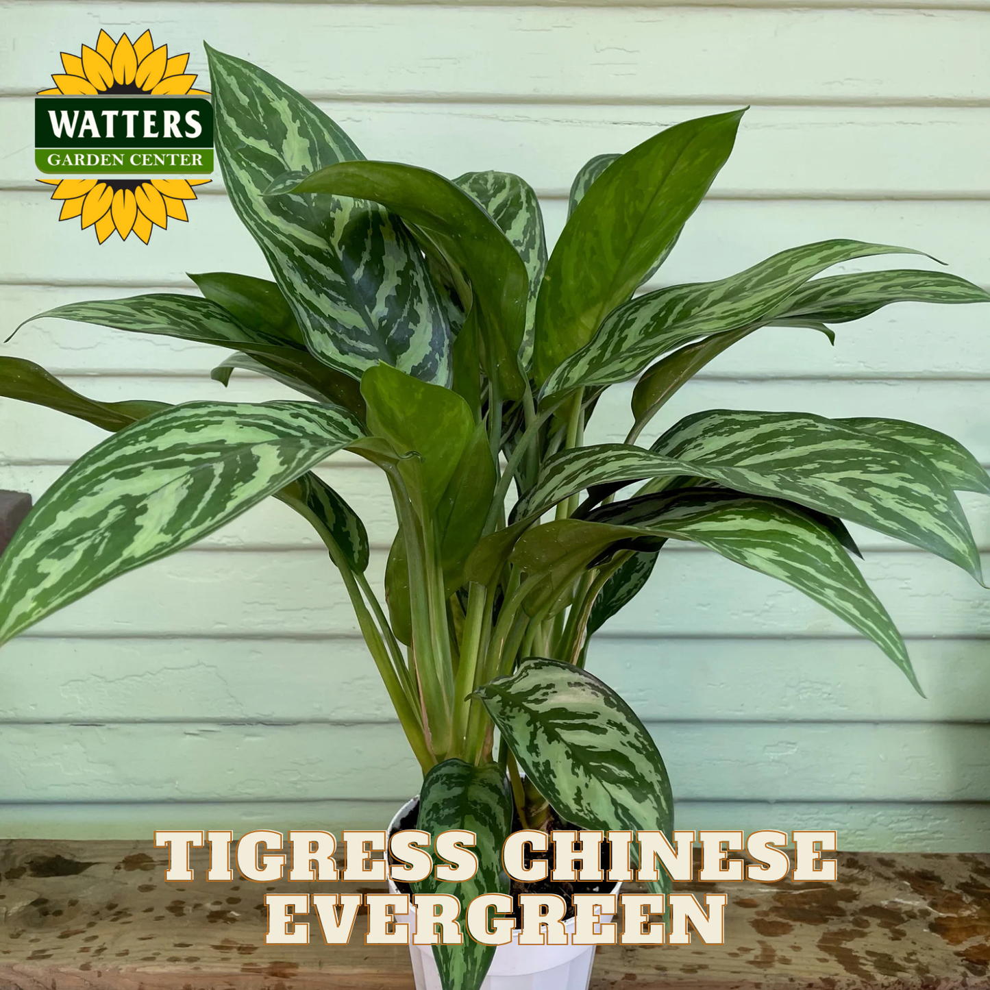 Tigress Chinese Evergreen plant with Watters Garden Center logo