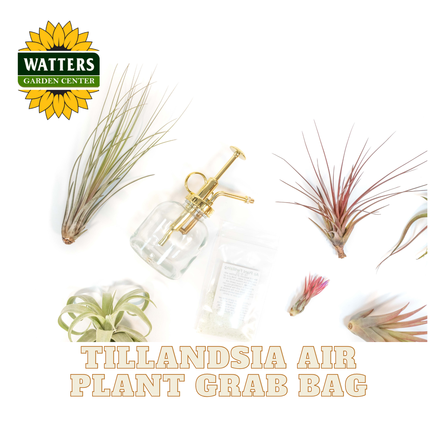 Tillandsia Air Plant Grab Bag of 10 Small & Medium Plants, Fertilizer & Air Plant Mister Set