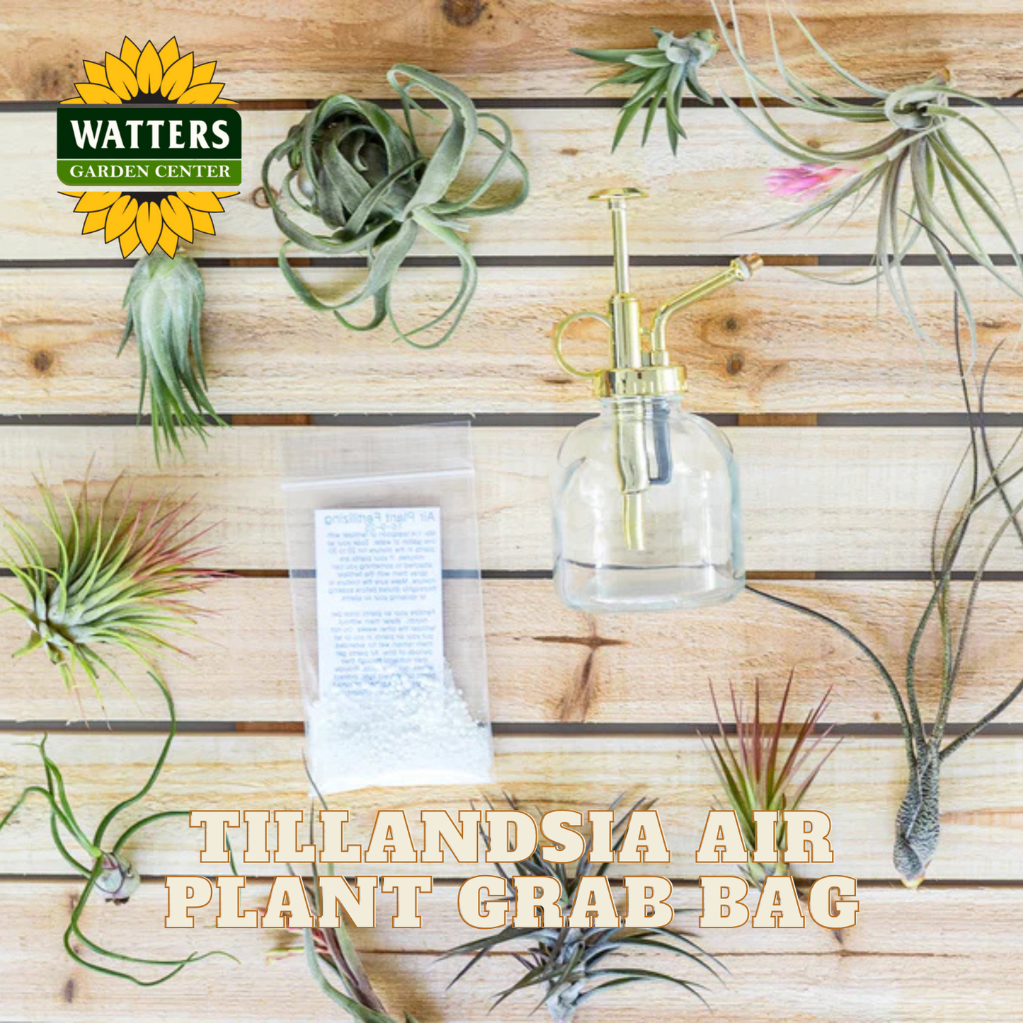 Tillandsia Air Plant Grab Bag of 10 Small & Medium Plants, Fertilizer & Air Plant Mister Set