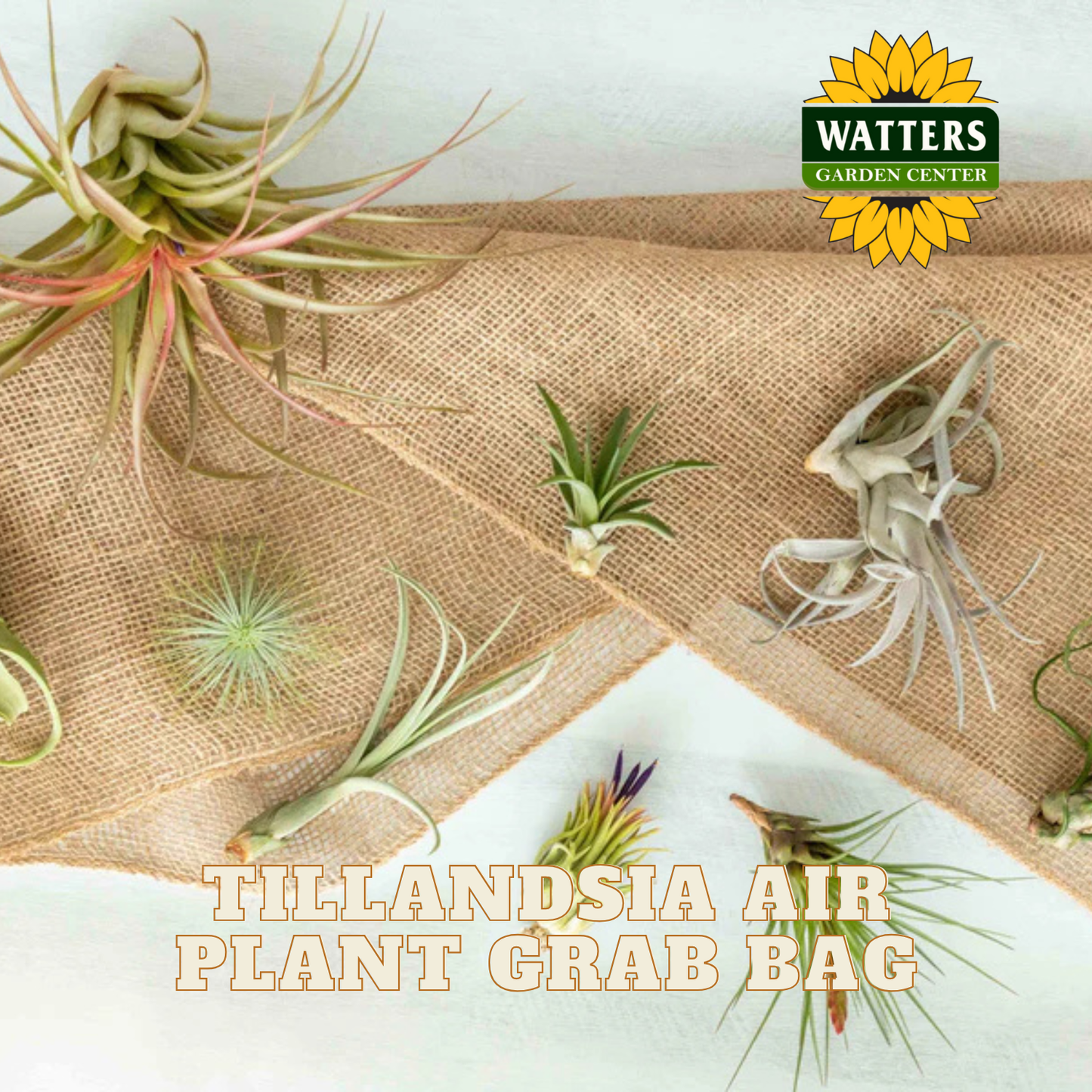 Tillandsia air plants on burlap with Watters Garden Center logo.