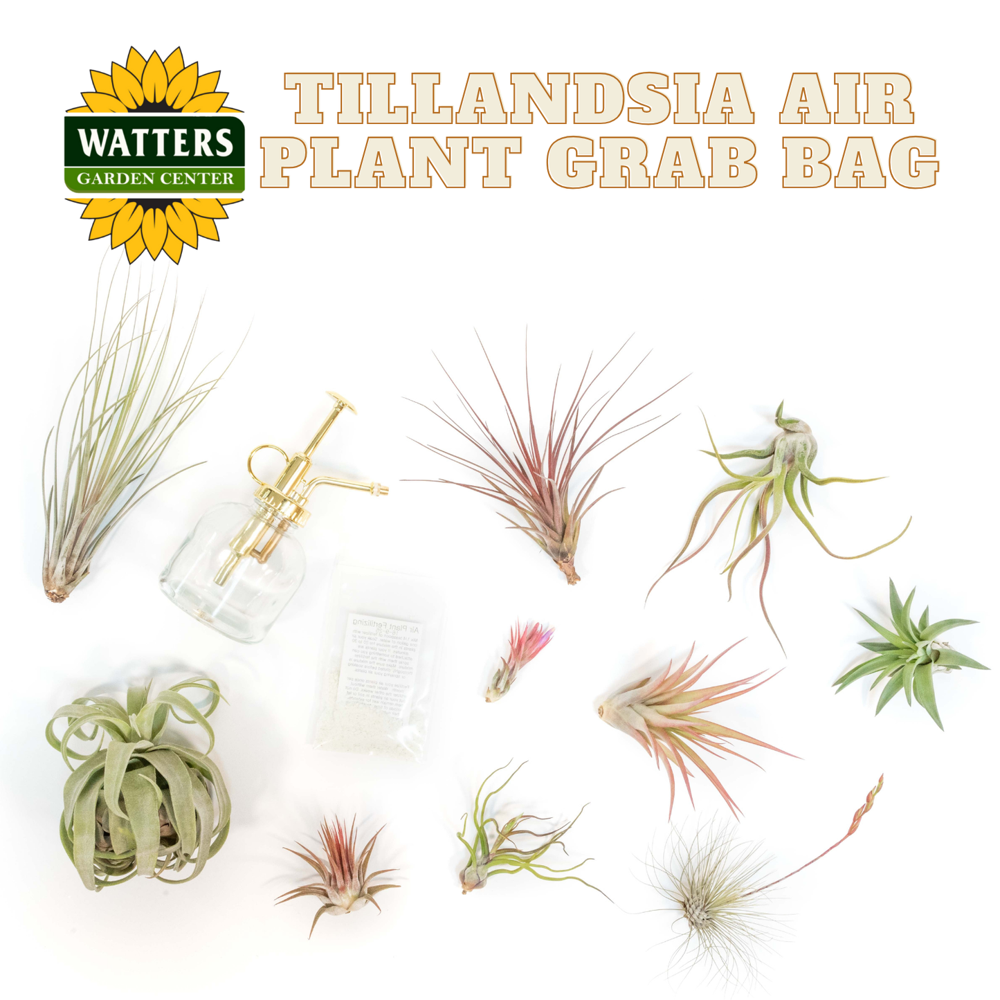 Tillandsia Air Plant Grab Bag of 10 Small & Medium Plants, Fertilizer & Air Plant Mister Set