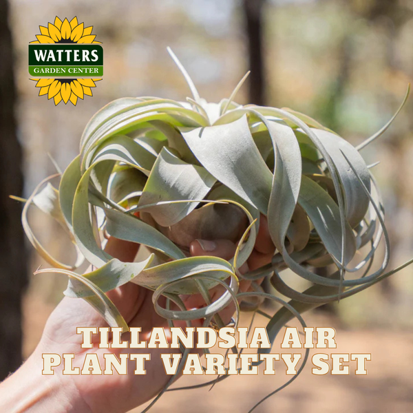 HUGE Tillandsia Air Plant Variety Set – Watters Garden Center