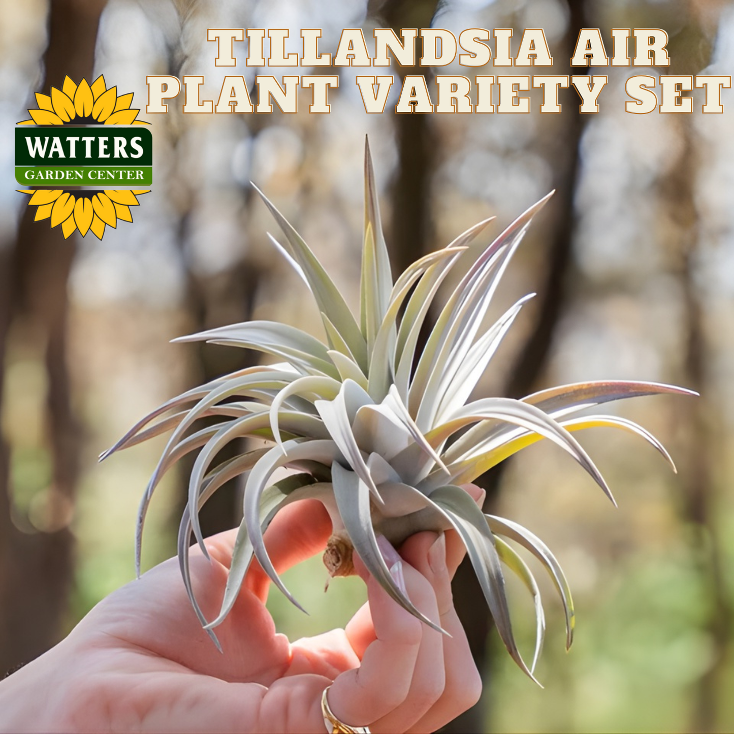 HUGE Tillandsia Air Plant Variety Set