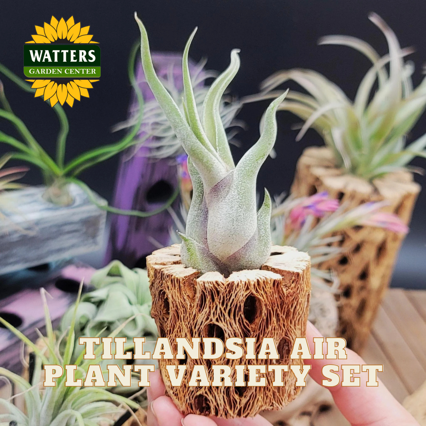 HUGE Tillandsia Air Plant Variety Set
