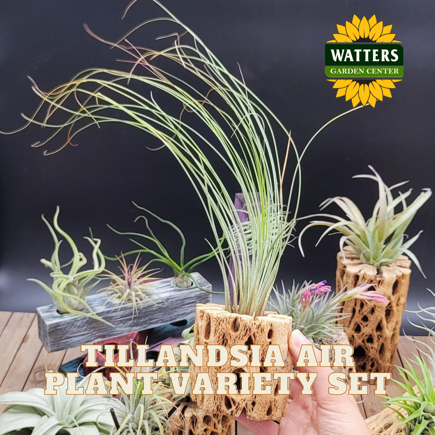HUGE Tillandsia Air Plant Variety Set