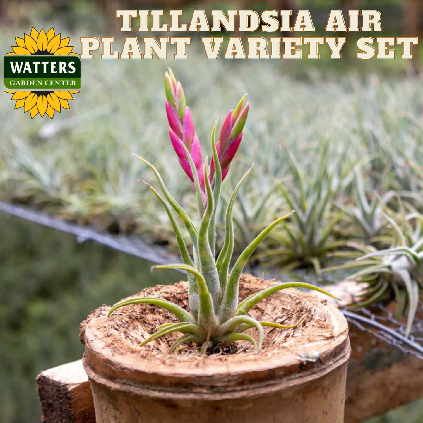 HUGE Tillandsia Air Plant Variety Set