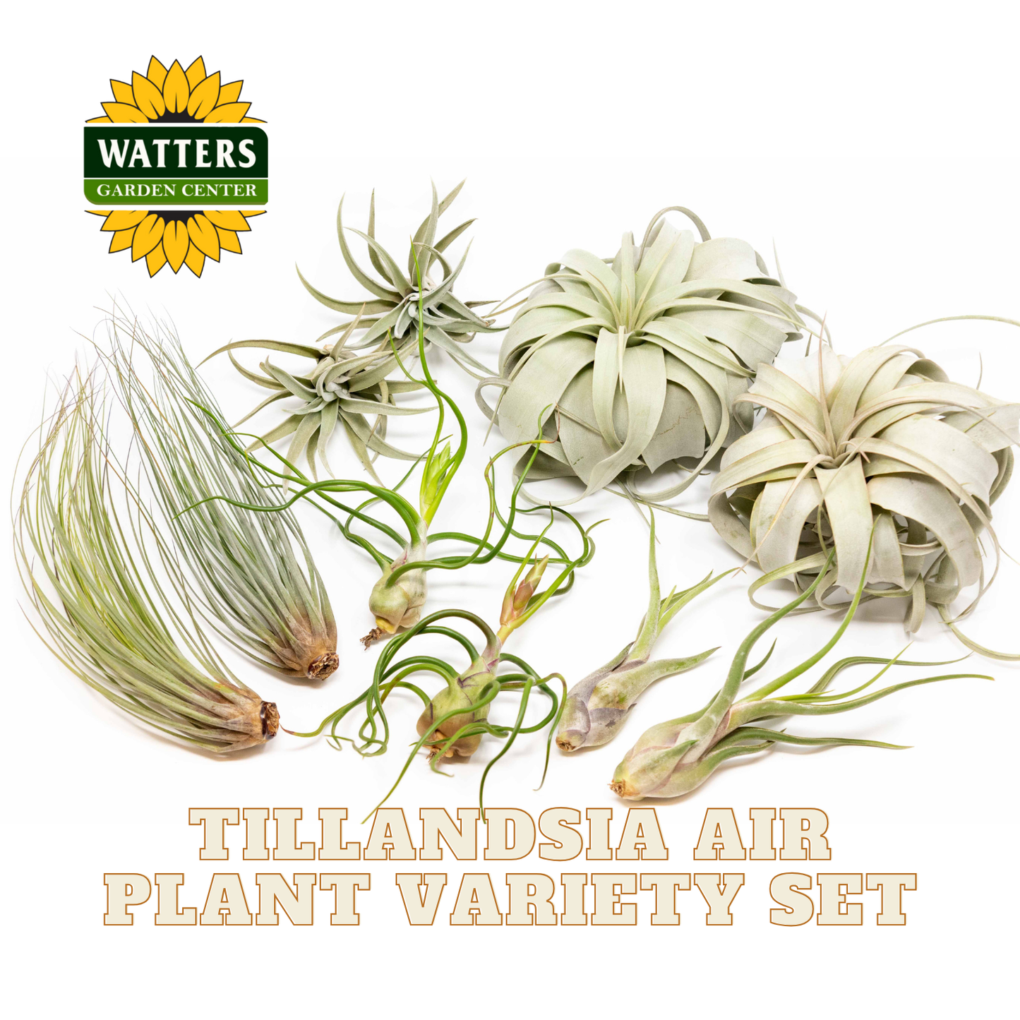 HUGE Tillandsia Air Plant Variety Set
