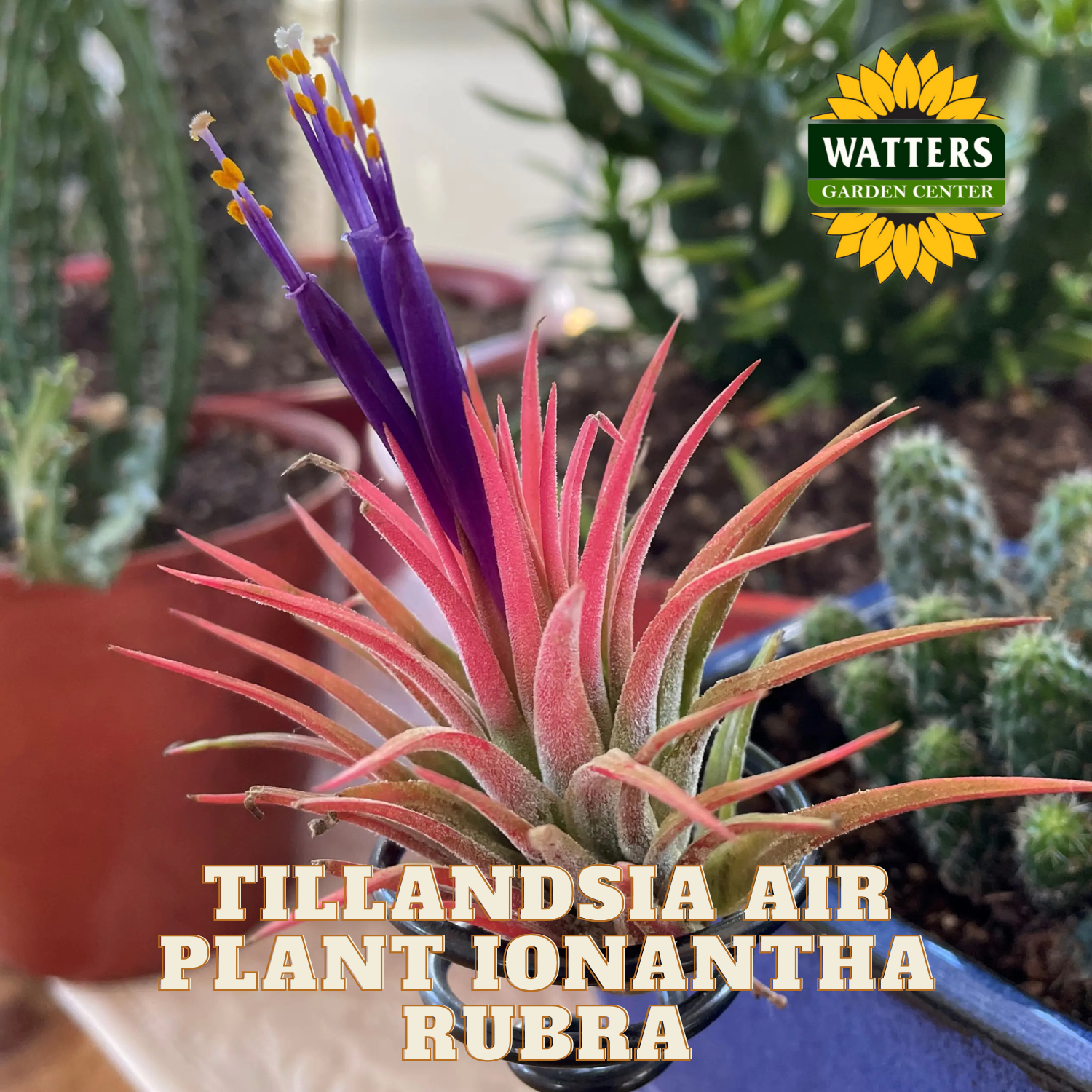 Tillandsia air plant Ionantha Rubra with Watters Garden Center logo in the background