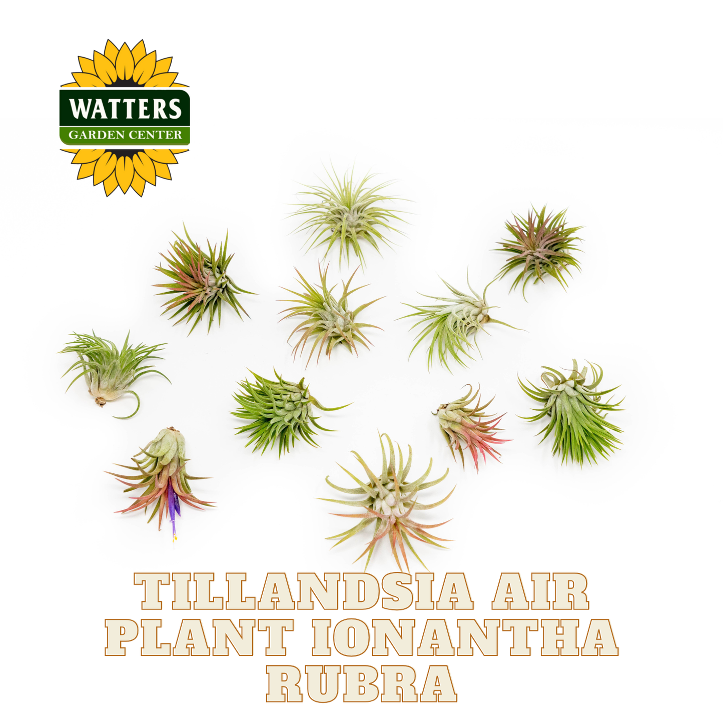 Collection of Tillandsia air plants with Watters Garden Center logo on a white background