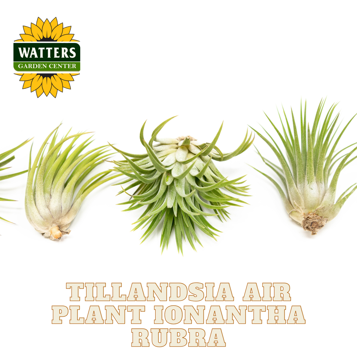 Three Tillandsia air plants with Watters Garden Center logo on a white background