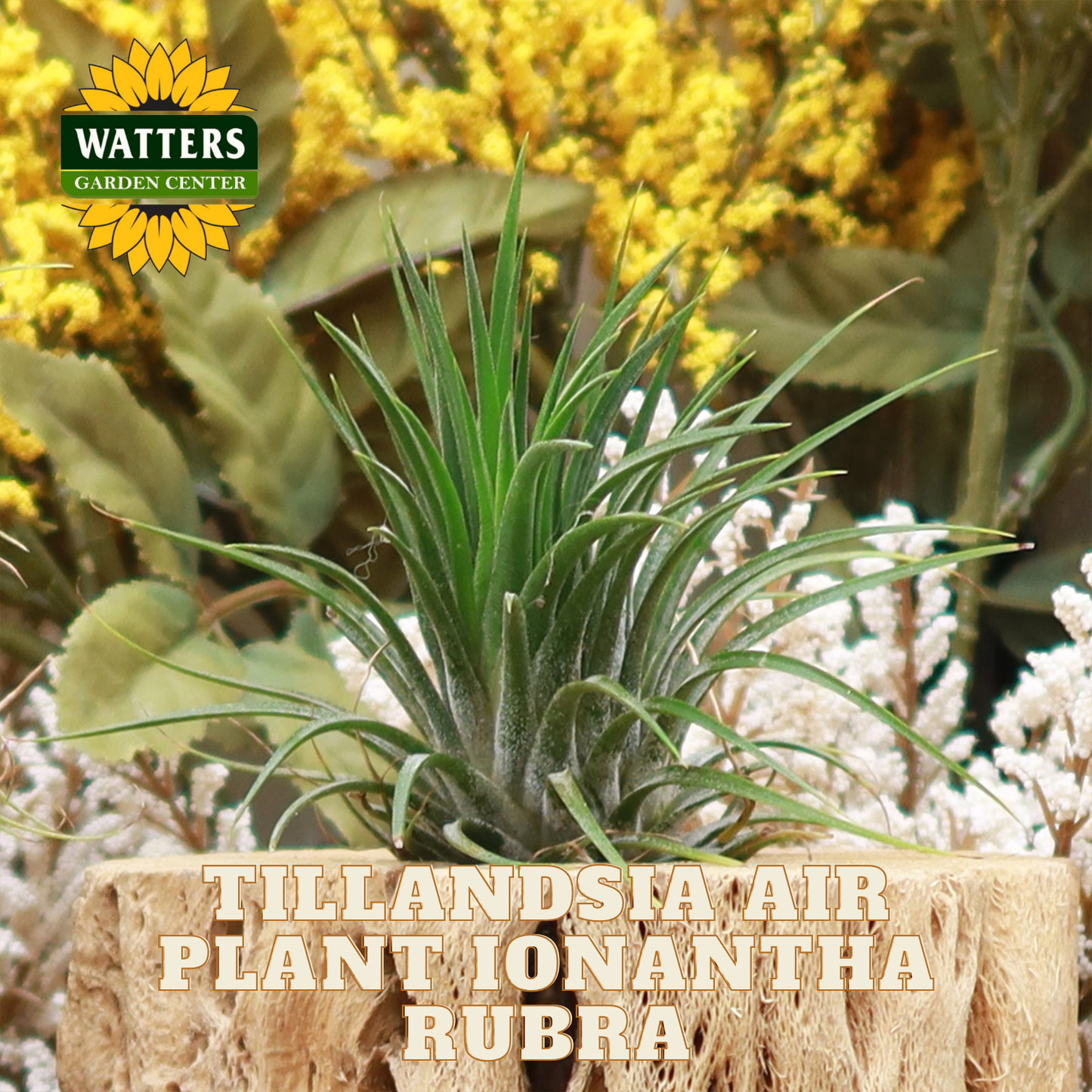 Tillandsia air plant on a wooden block with Watters Garden Center logo in the background.