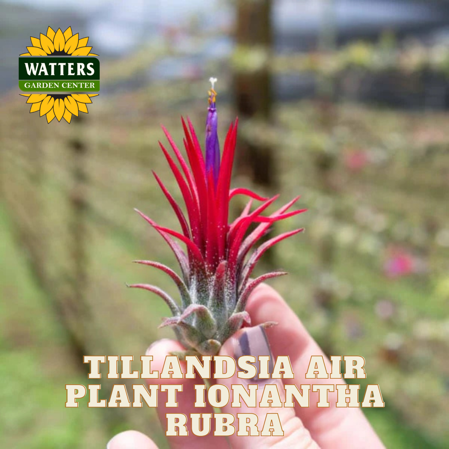 tillandsia air plants near me XL Tillandsia Ionantha Rubra Air Plants