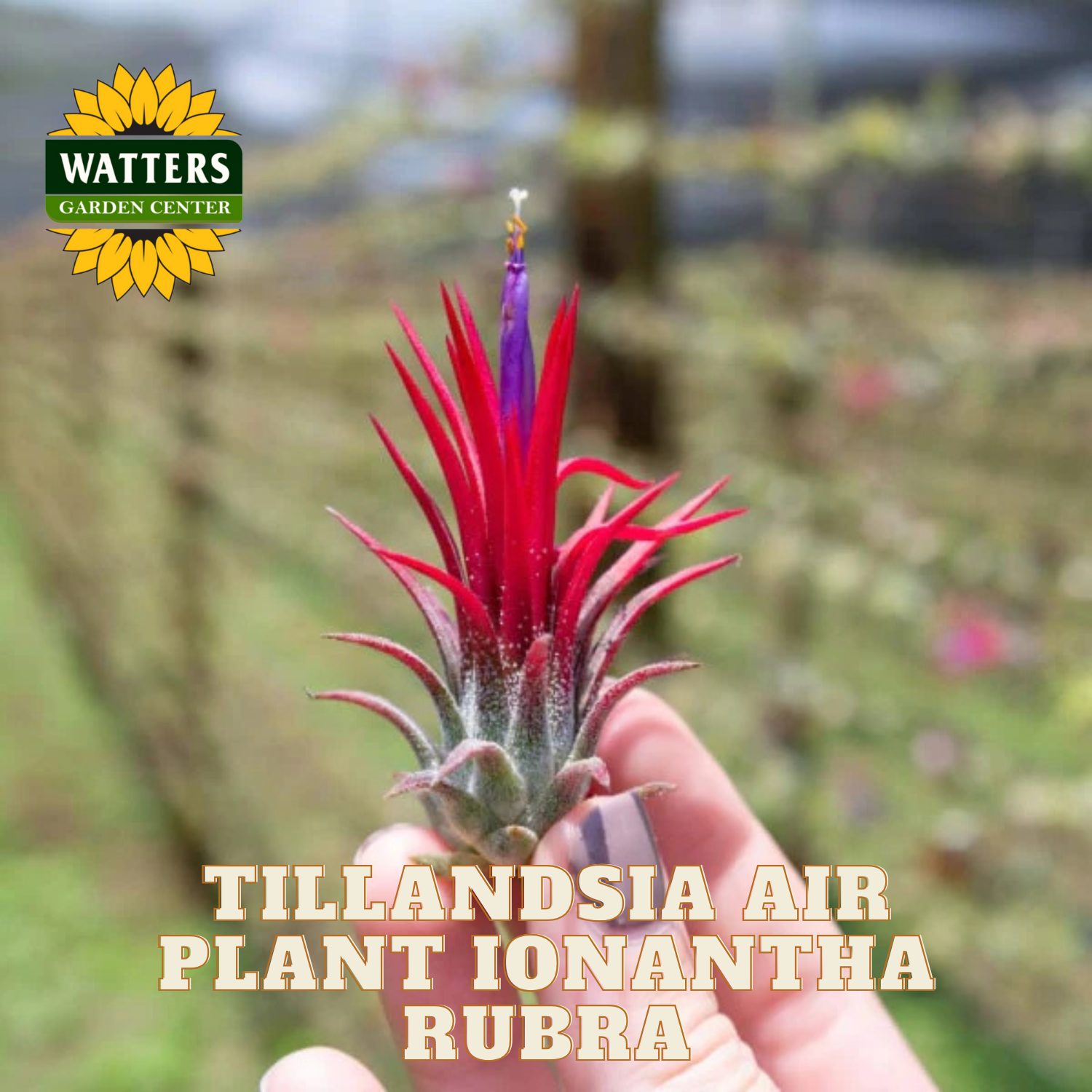 Tillandsia air plant Ionantha Rubra held by a hand with Watters Garden Center logo.