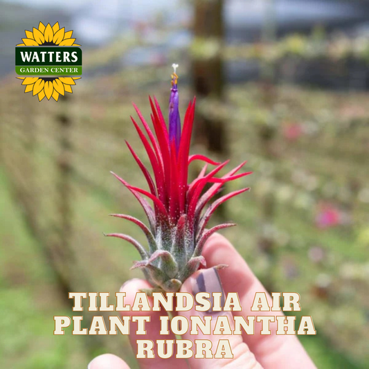 Tillandsia air plant Ionantha Rubra held by a hand with Watters Garden Center logo.