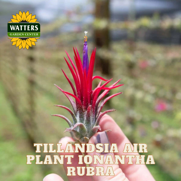 XL Tillandsia Ionantha Rubra Air Plants