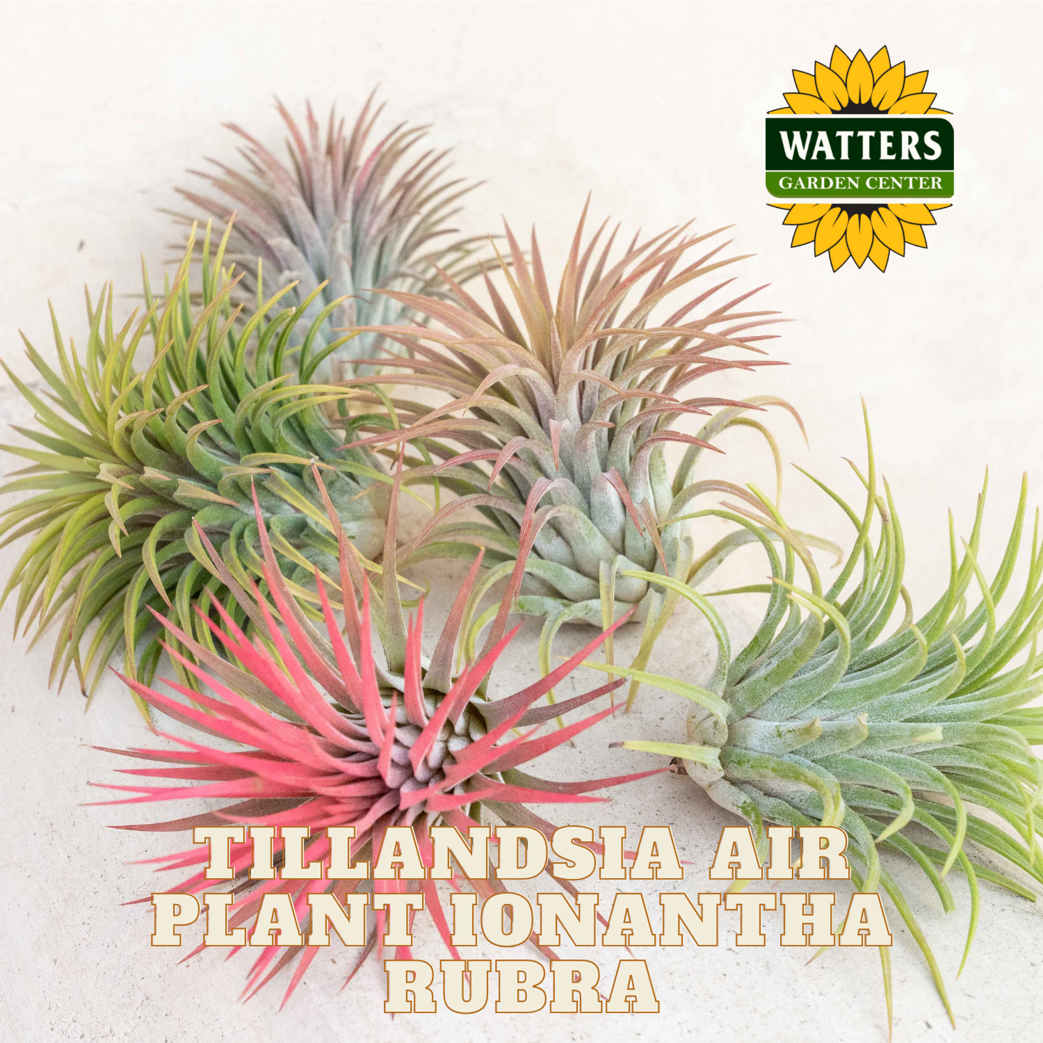 Tillandsia air plants with a Watters Garden Center logo on a light background