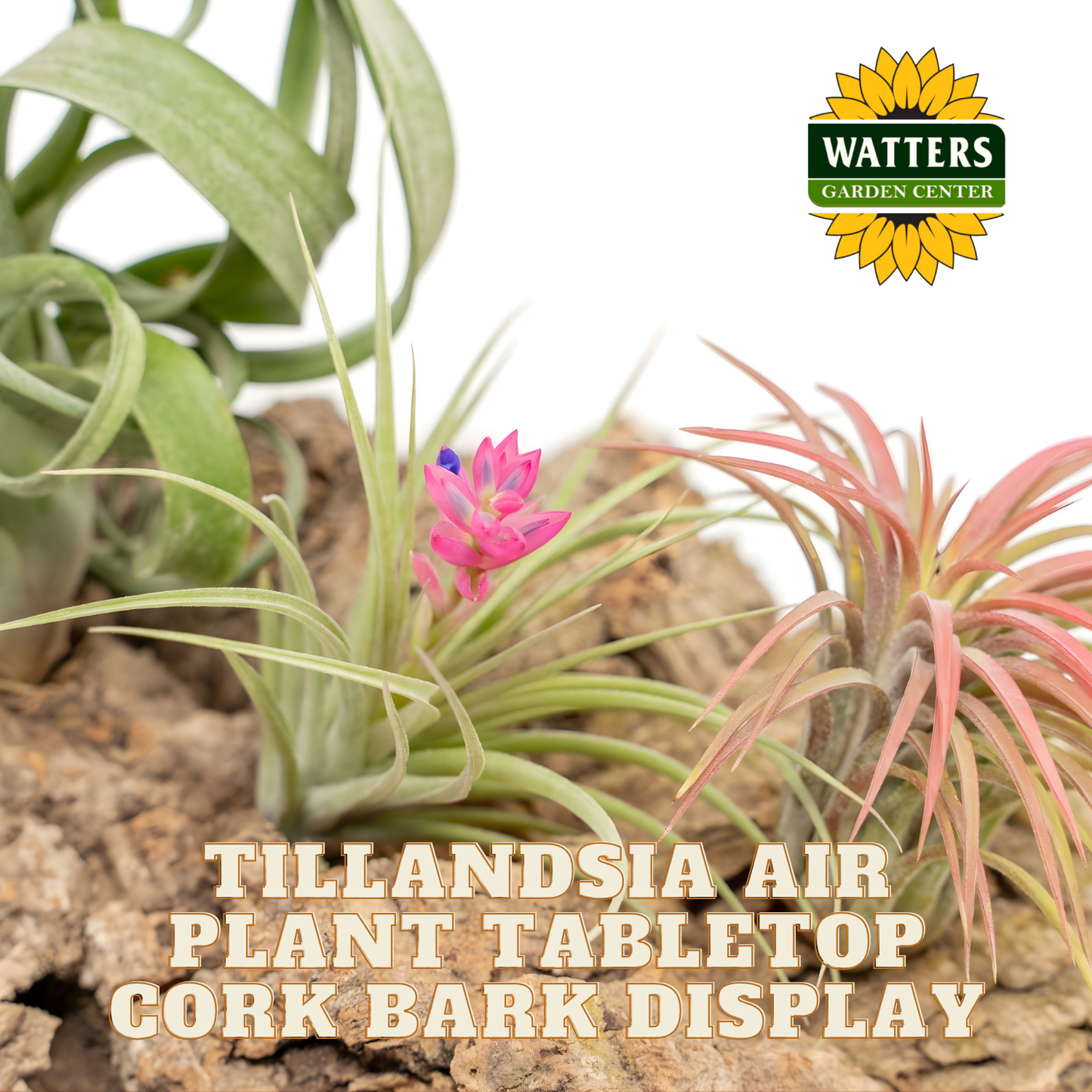 Tillandsia air plants on cork bark with Watters Garden Center logo.