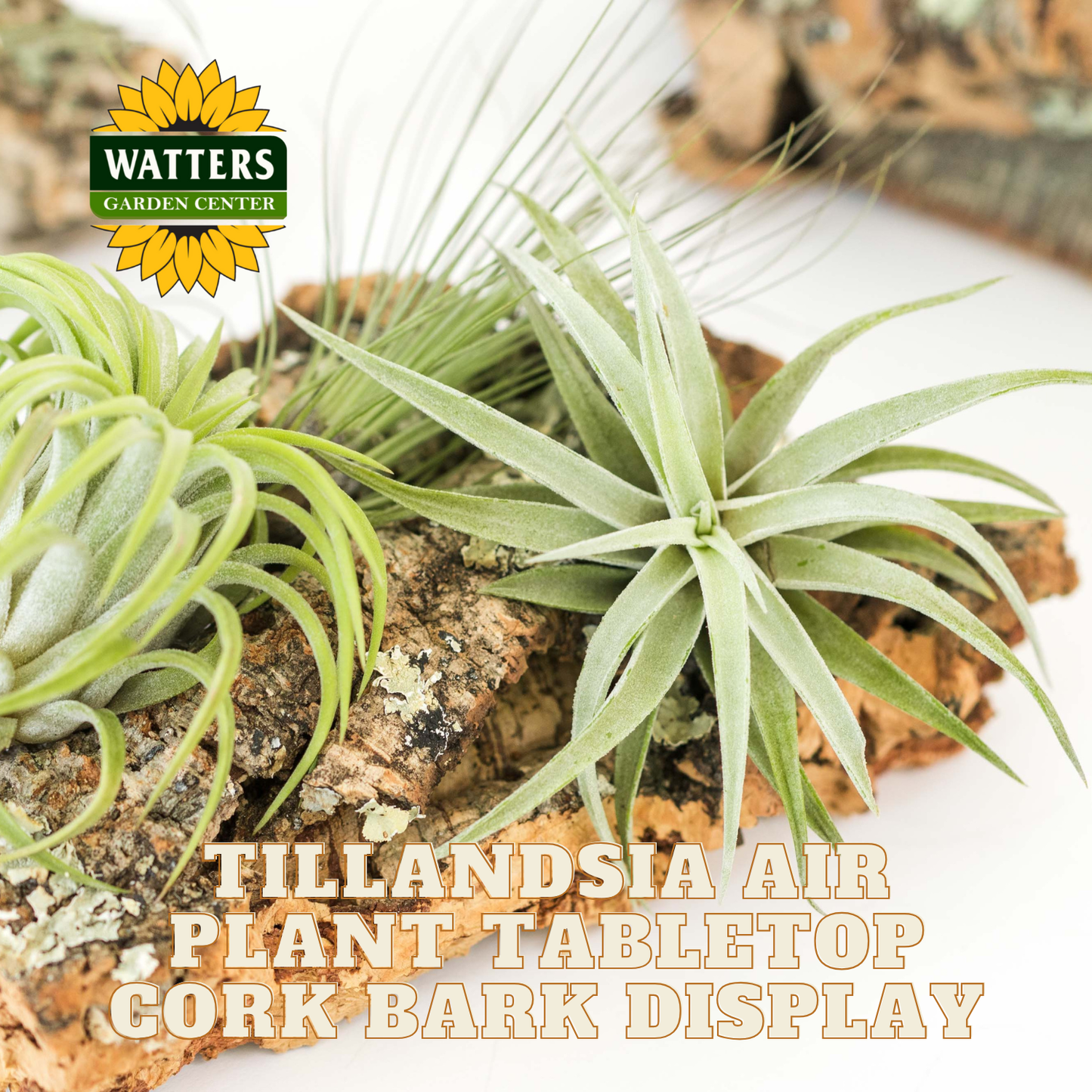 Tillandsia air plants on cork bark with Watters Garden Center logo.