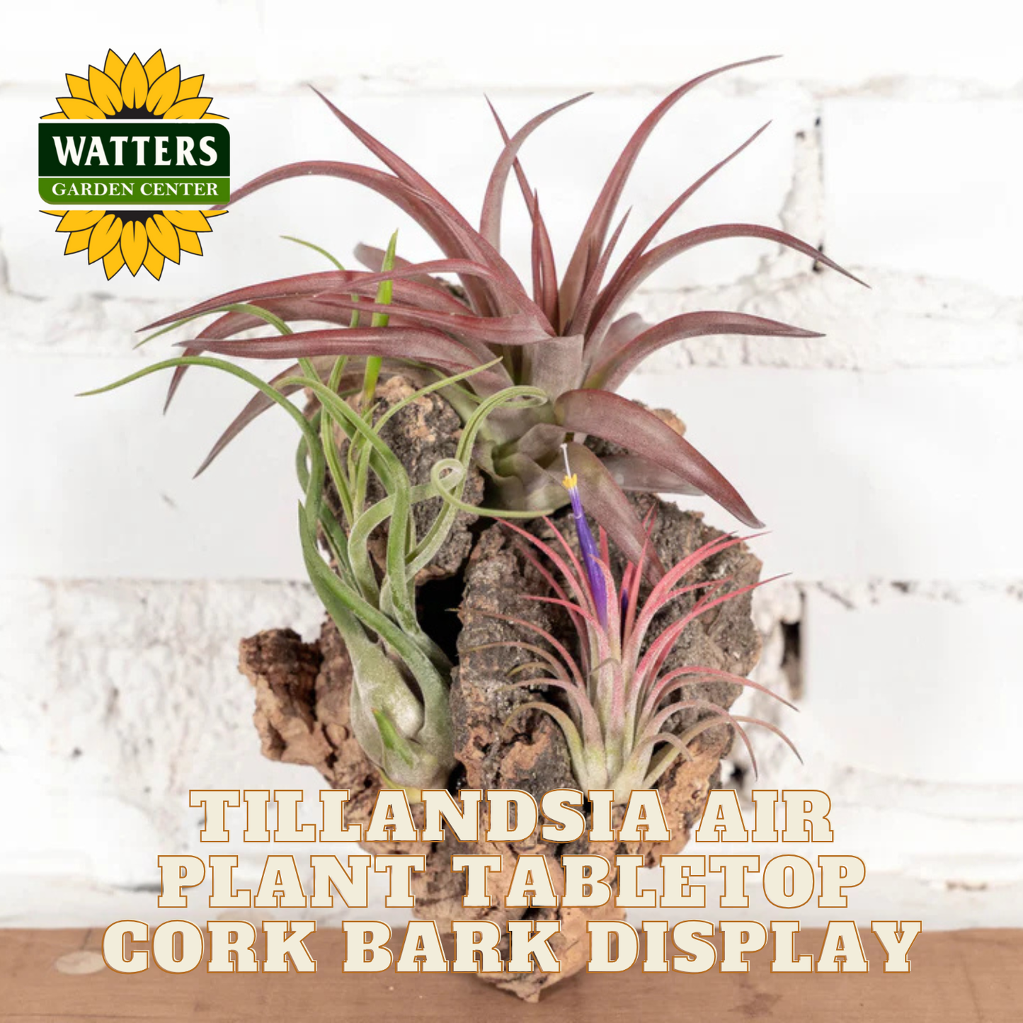 Tillandsia air plant display on cork bark with Watters Garden Center logo.