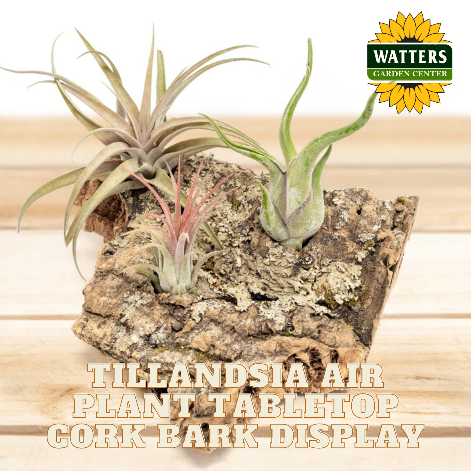 Tillandsia air plants on cork bark with Watters Garden Center branding.