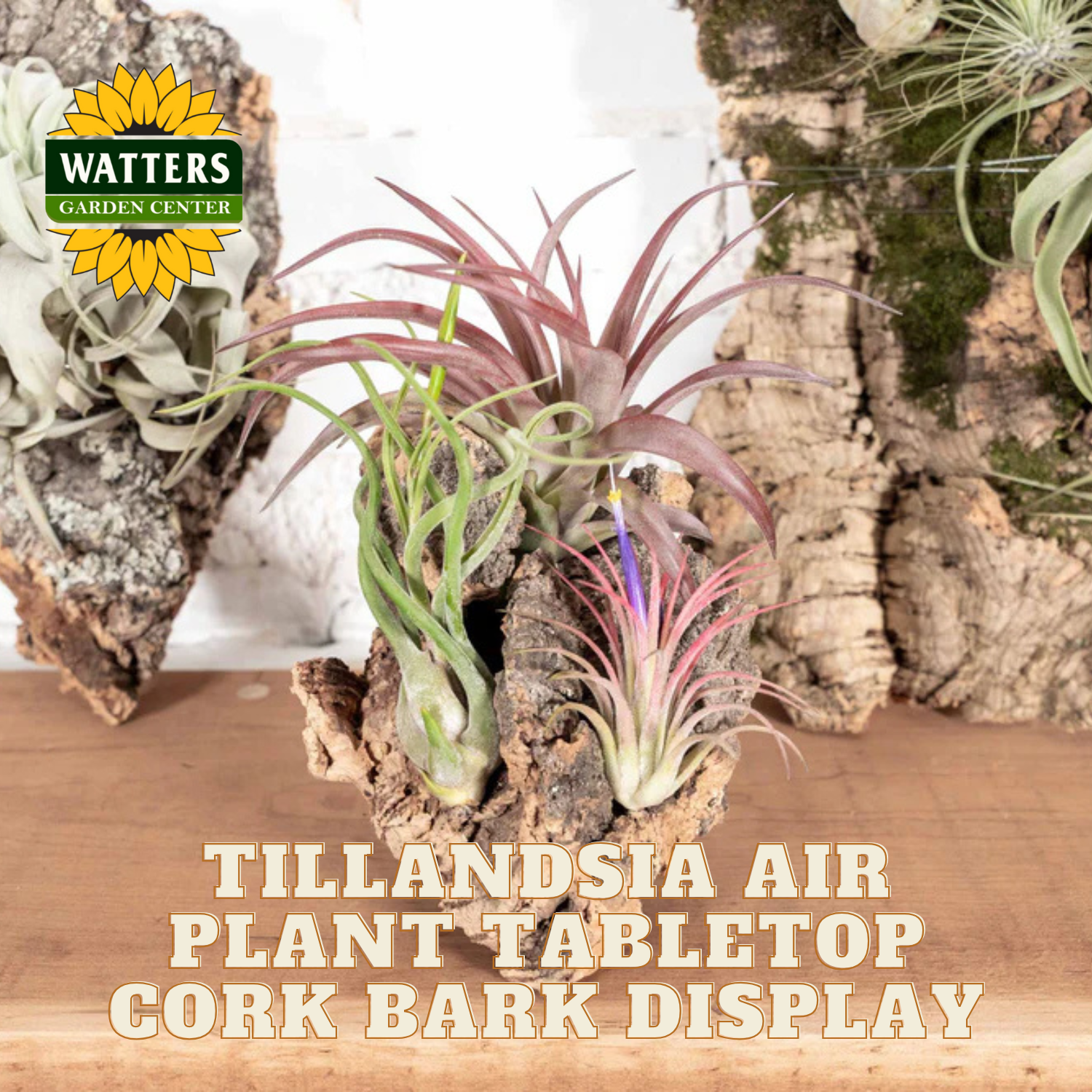 Tillandsia air plant display on cork bark with Watters Garden Center branding.
