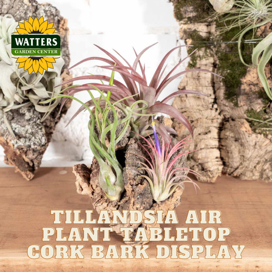 Tillandsia air plant display on cork bark with Watters Garden Center branding.