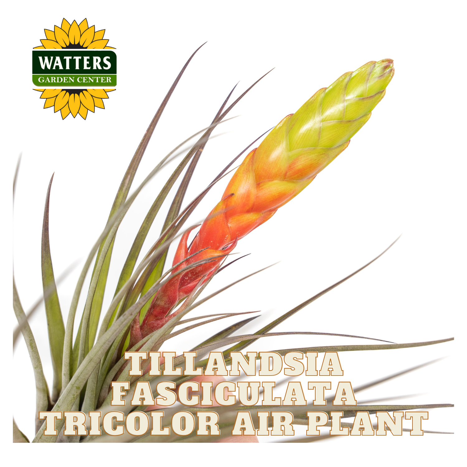 Tillandsia fasciculata tricolor air plant with Watters Garden Center logo on a white background