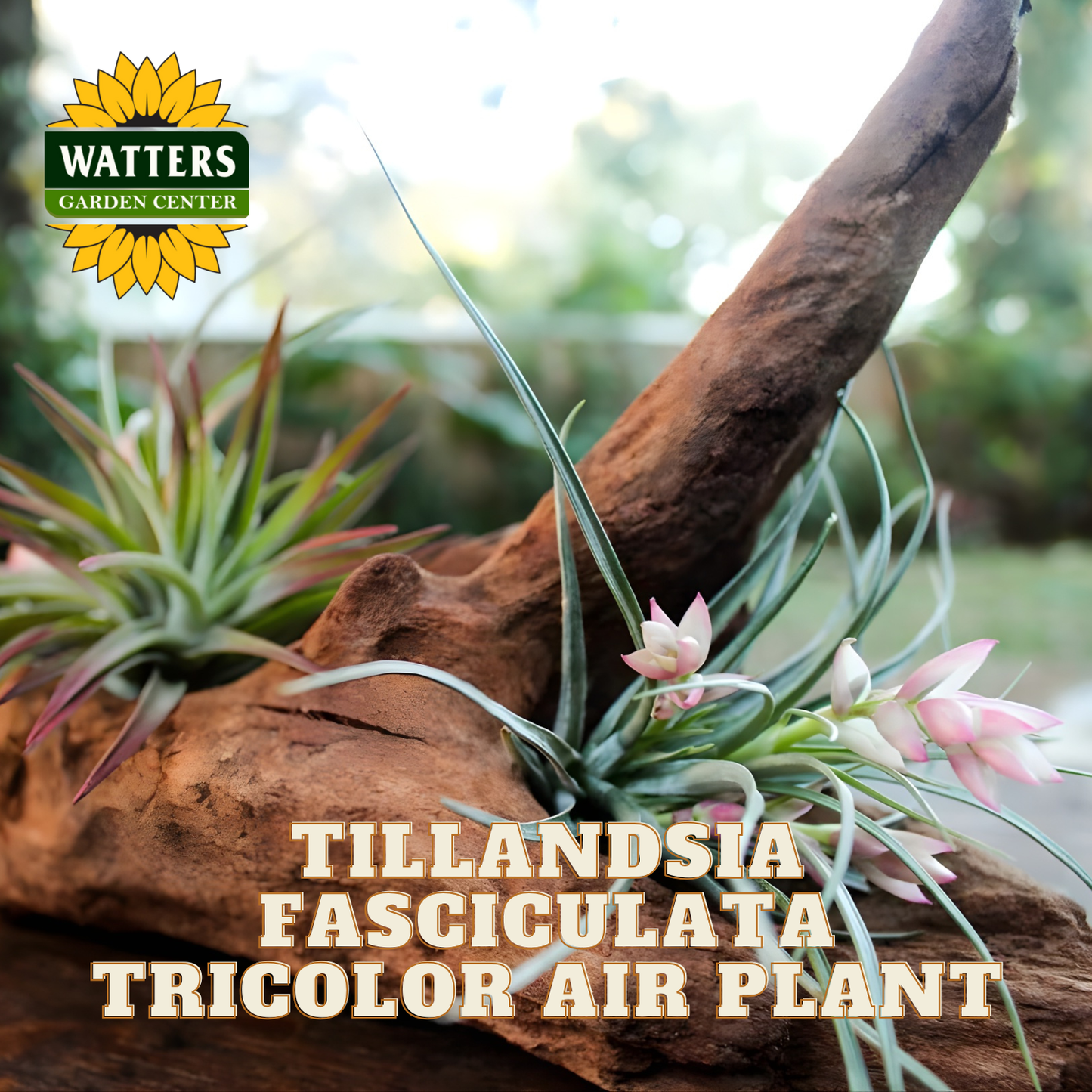 Tillandsia fasciculata tricolor air plant arrangement on a piece of wood with Watters Garden Center logo.