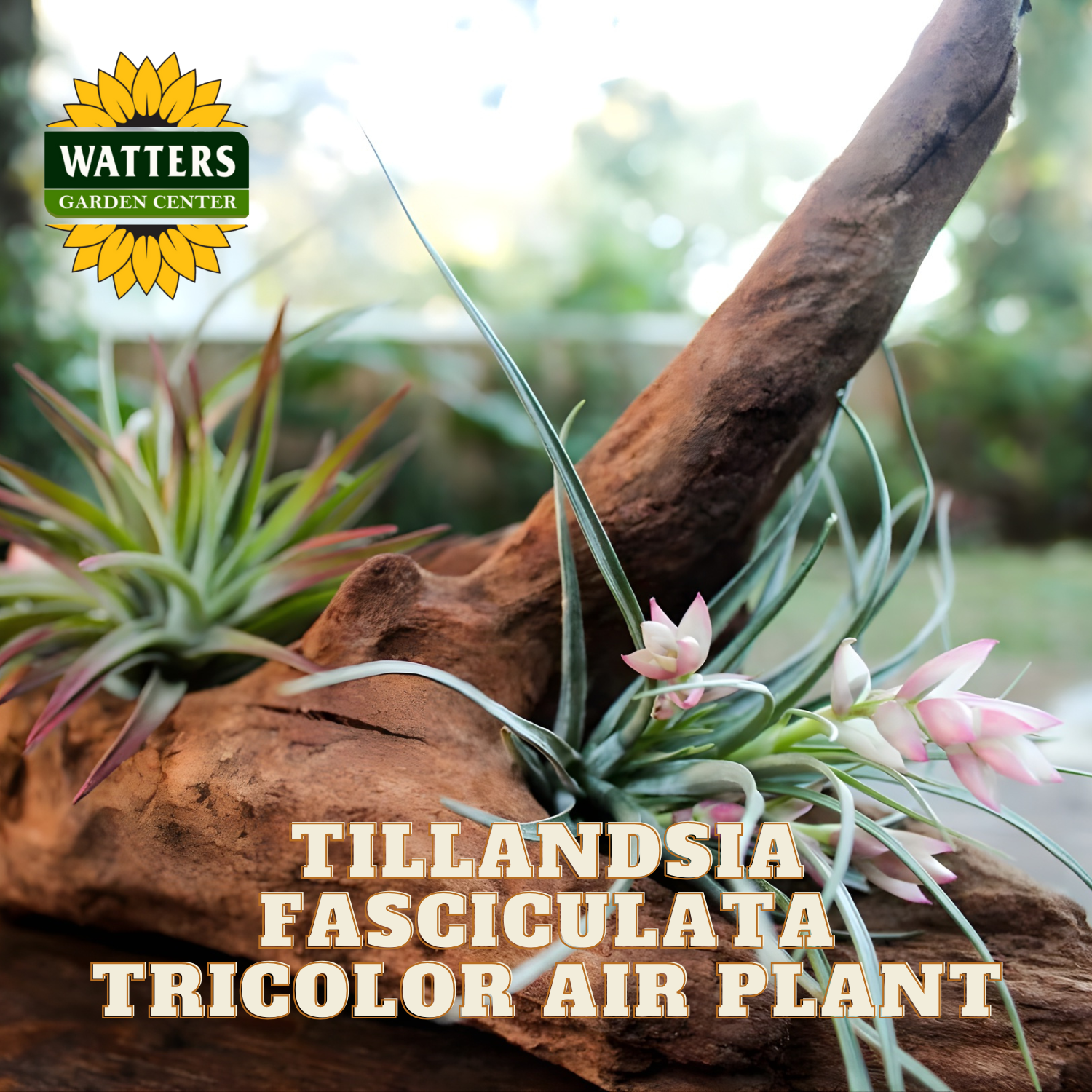 Tillandsia fasciculata tricolor air plant arrangement on a piece of wood with Watters Garden Center logo.