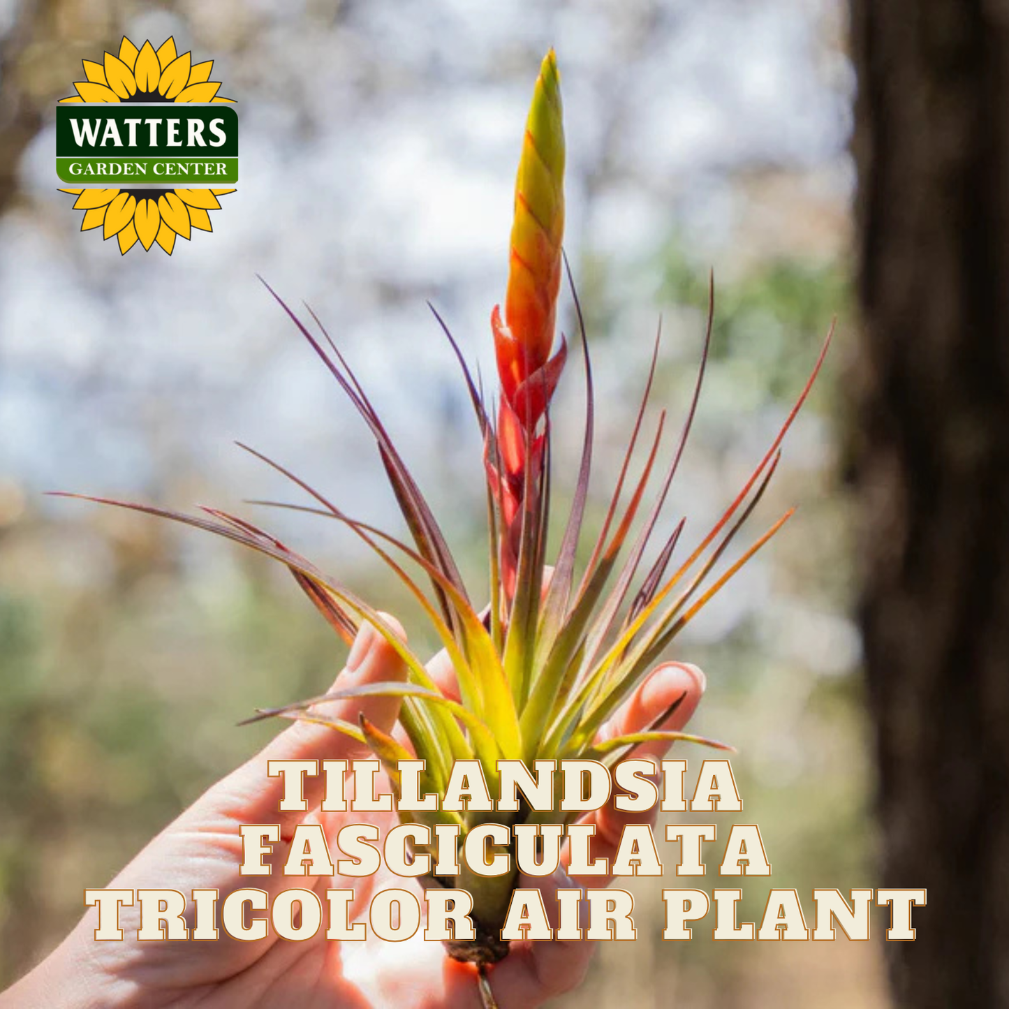 Hand holding Tillandsia Fasciculata Tricolor Air Plant with Watters Garden Center logo.