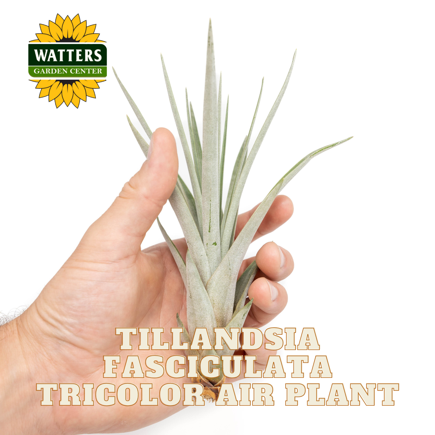 Hand holding a Tillandsia fasciculata tricolor air plant with Watters Garden Center logo.