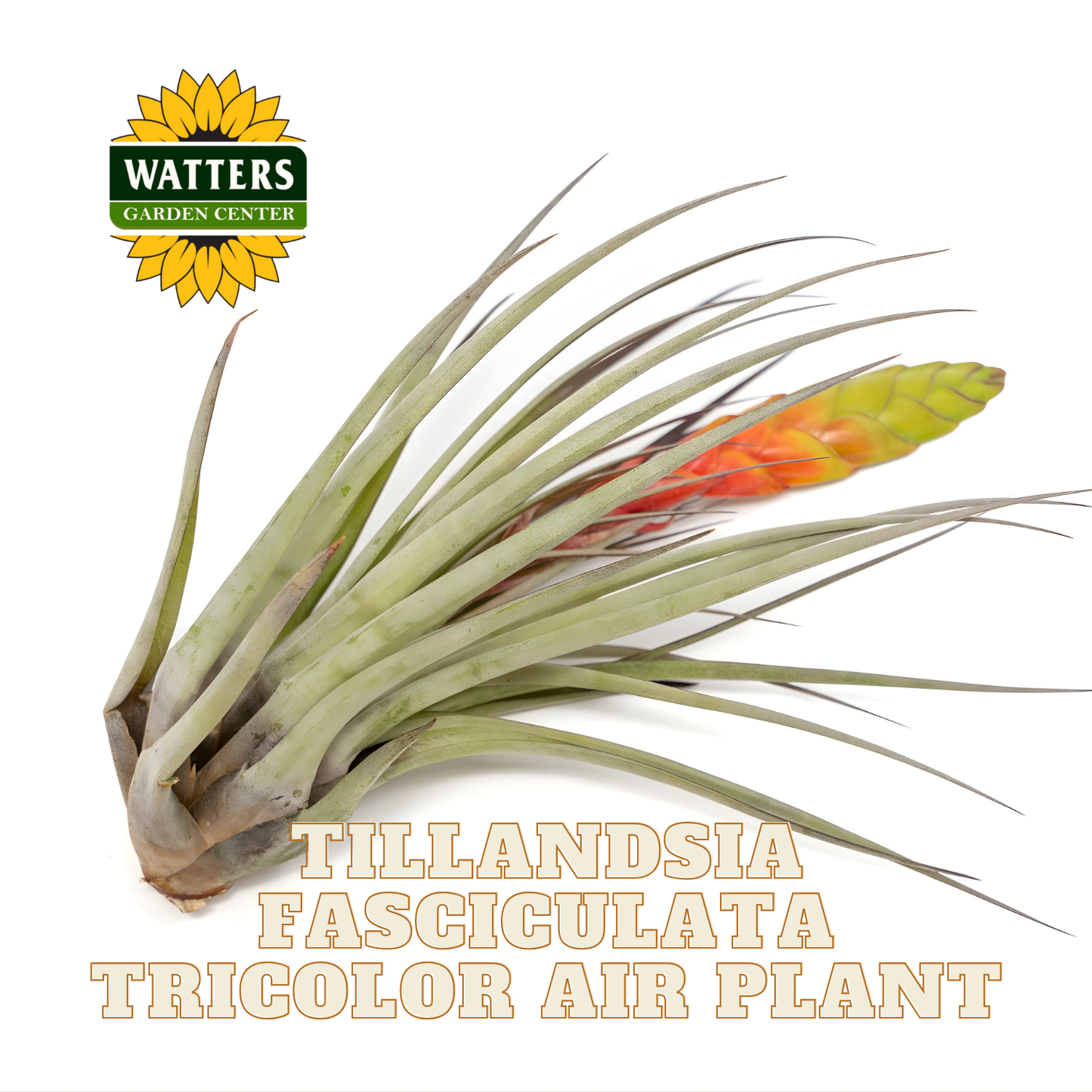 Tillandsia fasciculata tricolor air plant with Watters Garden Center logo on a white background
