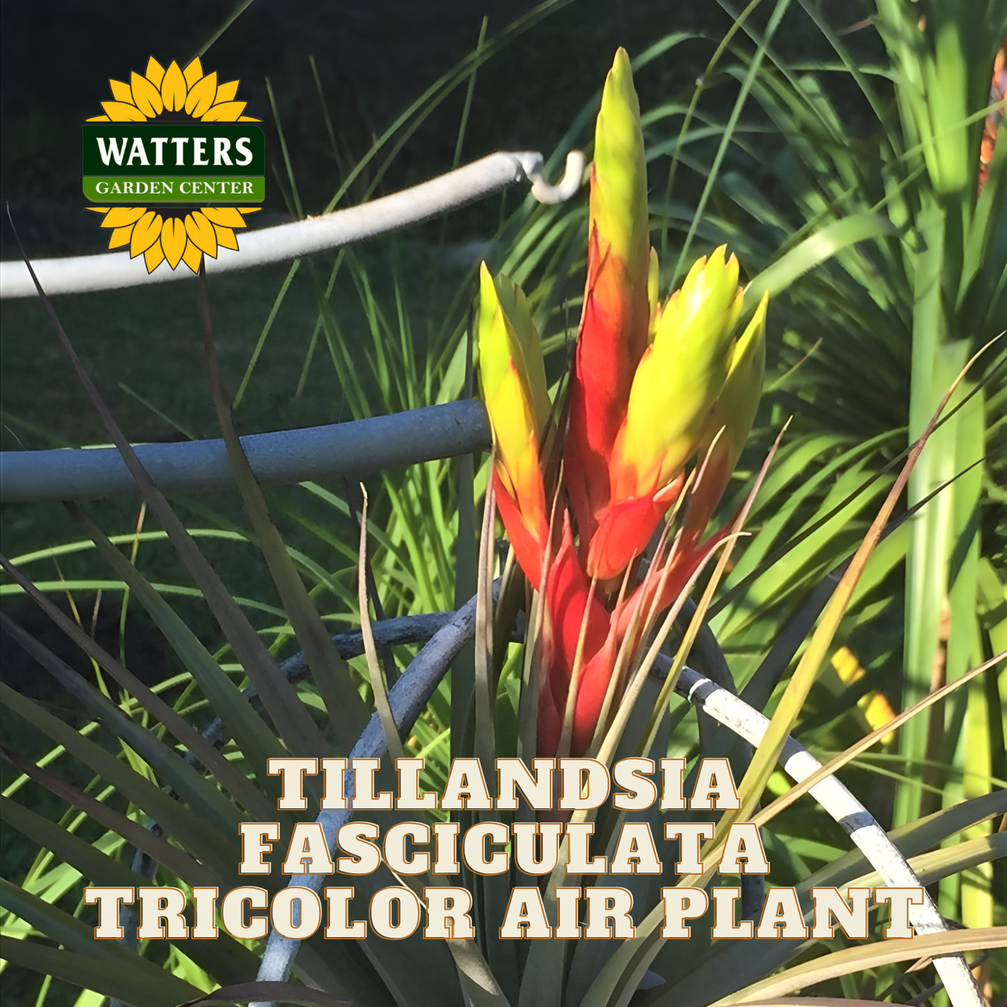 Tillandsia Fasciculata Tricolor air plant with Watters Garden Center logo.