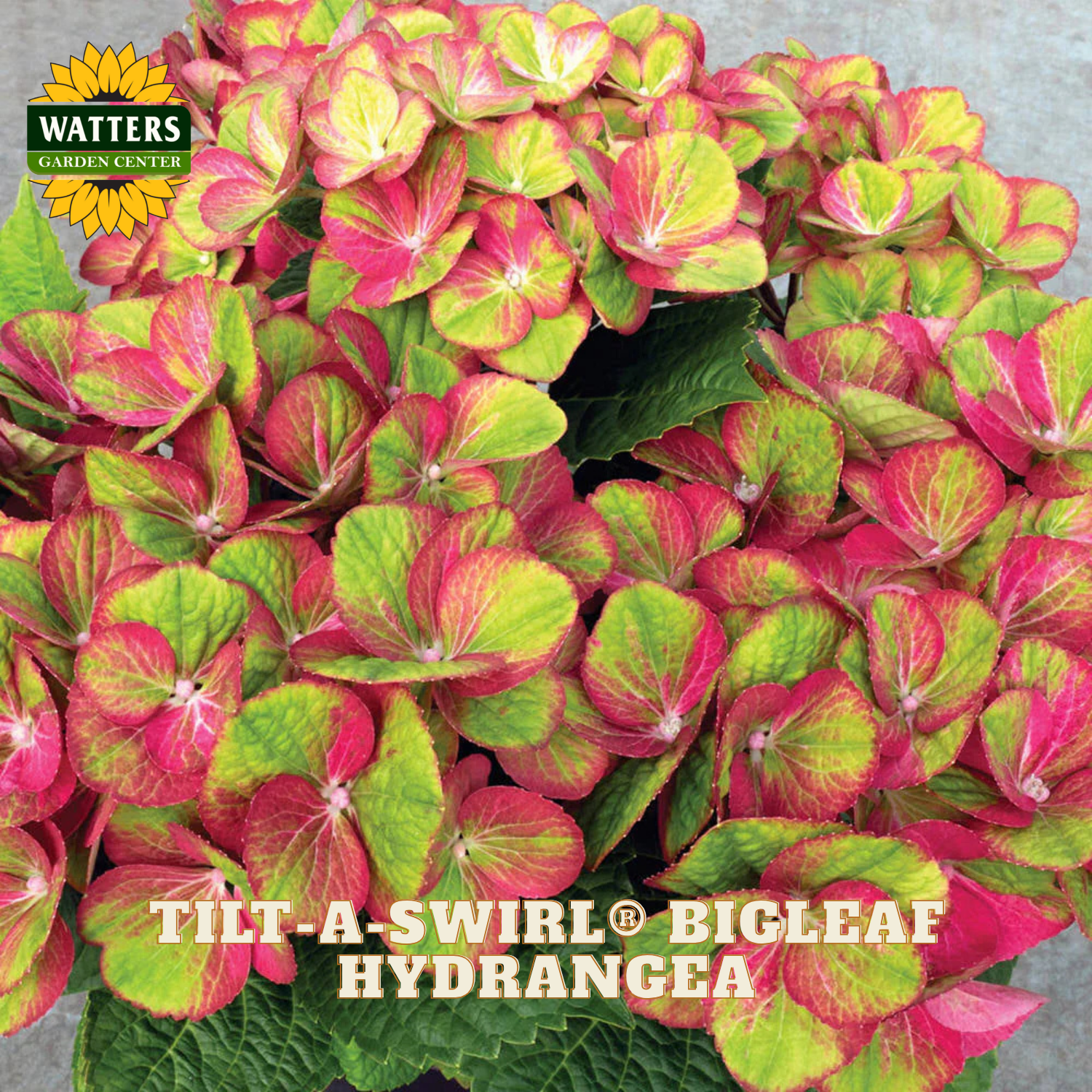Pink and green bigleaf hydrangea flowers with Watters Garden Center branding.
