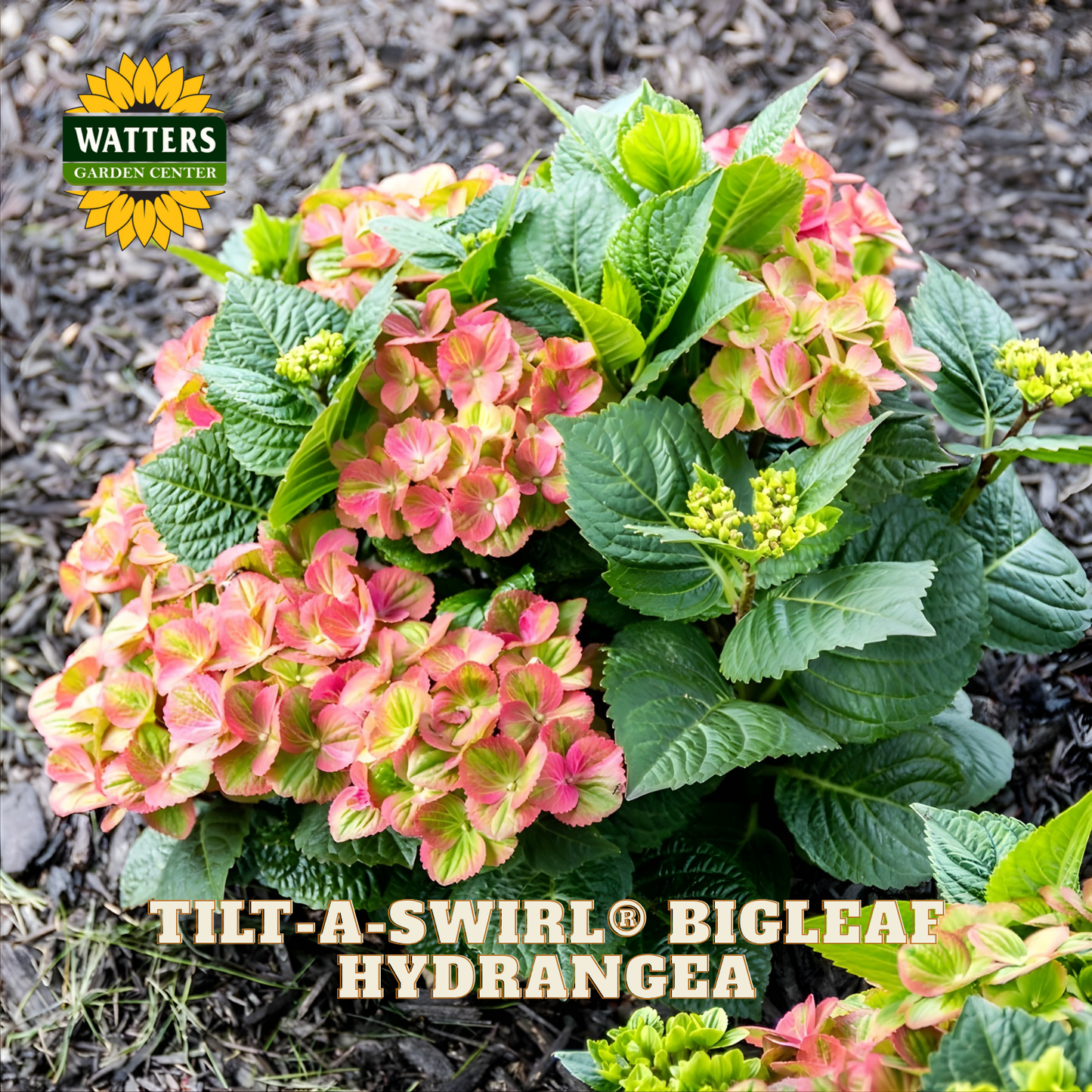 Tilt-A-Swirl Bigleaf Hydrangea plant with pink flowers and green leaves, branded by Watters Garden Center.