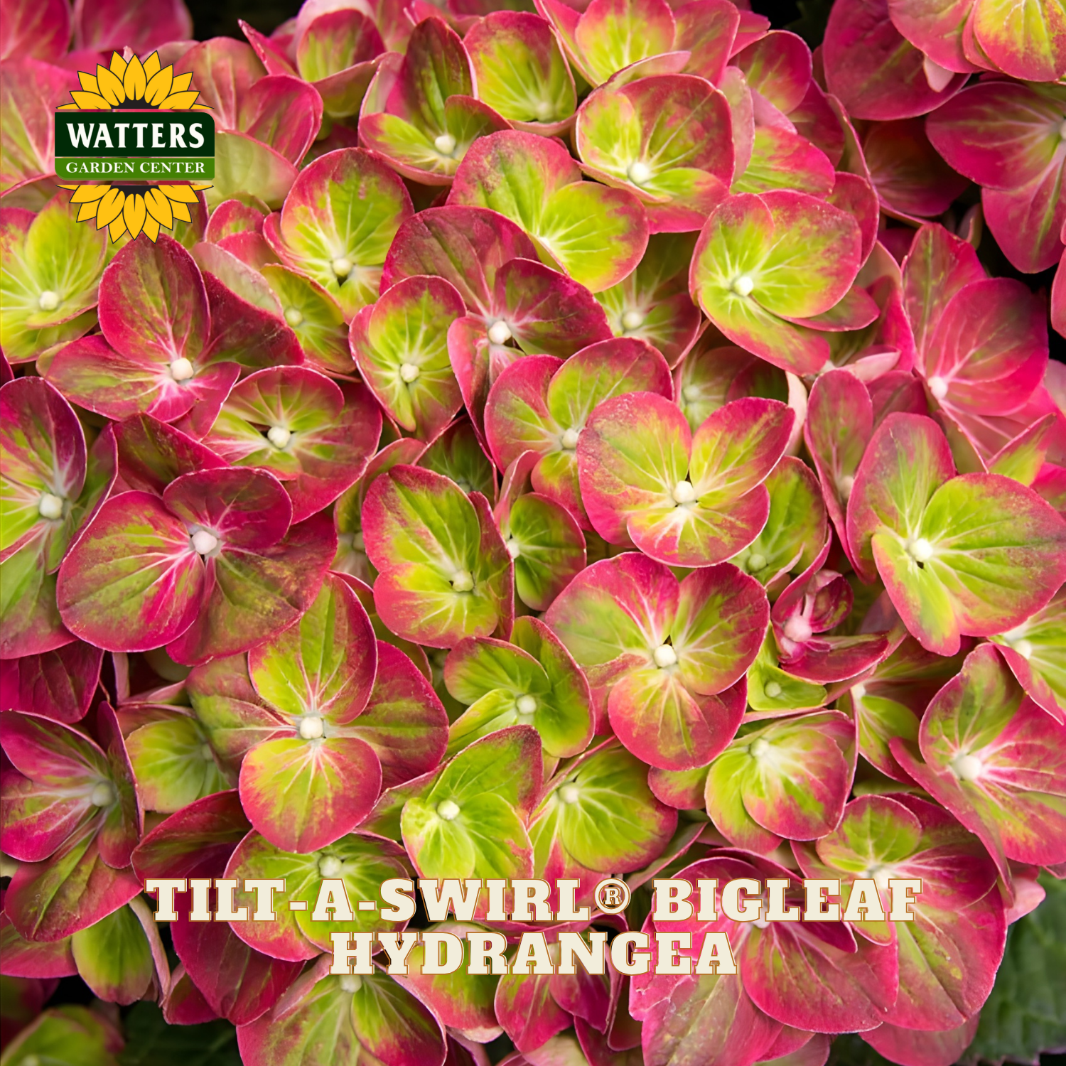 Close-up of pink and green bigleaf hydrangea with Watters Garden Center logo.