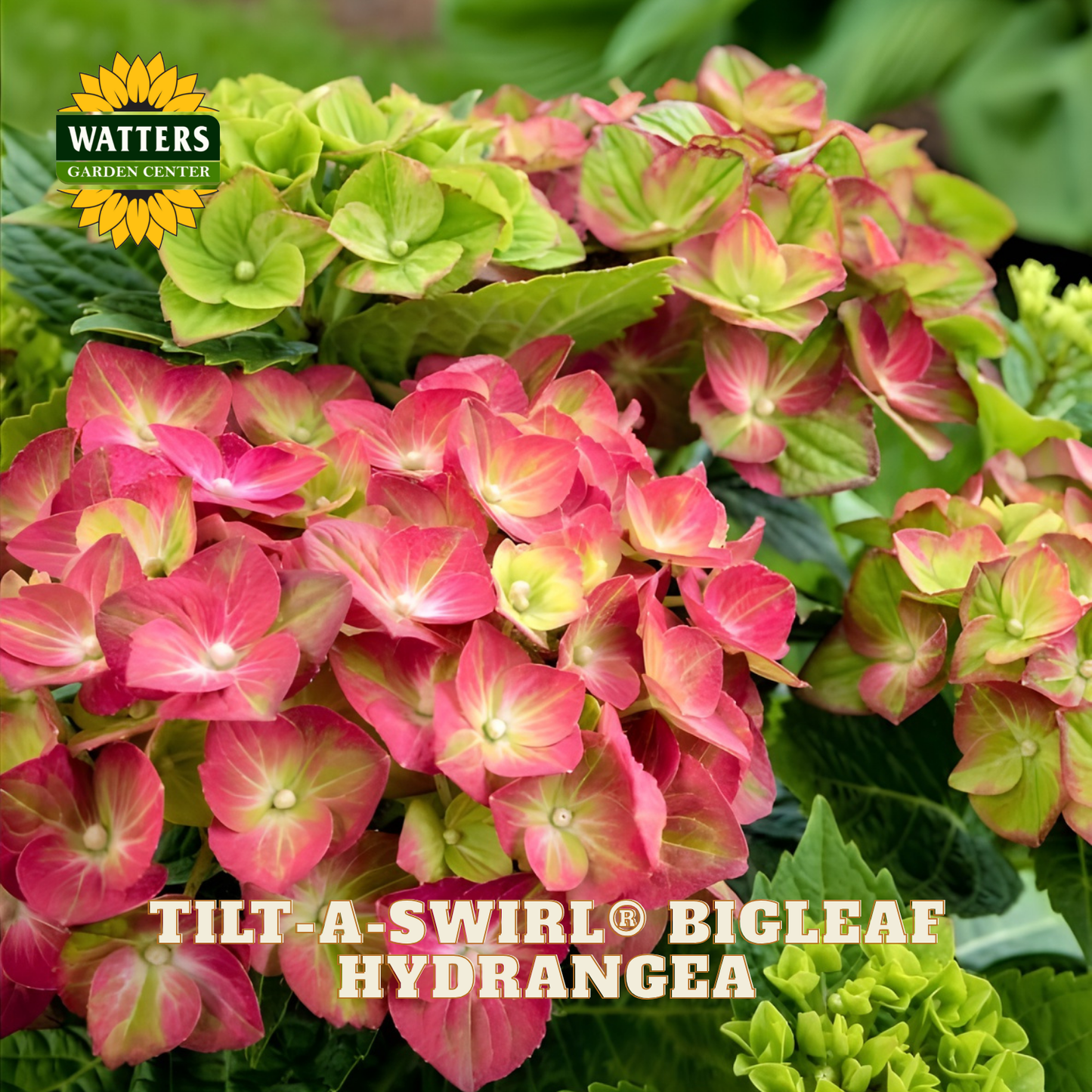 Tilt-A-Swirl Bigleaf Hydrangea with Watters Garden Center logo