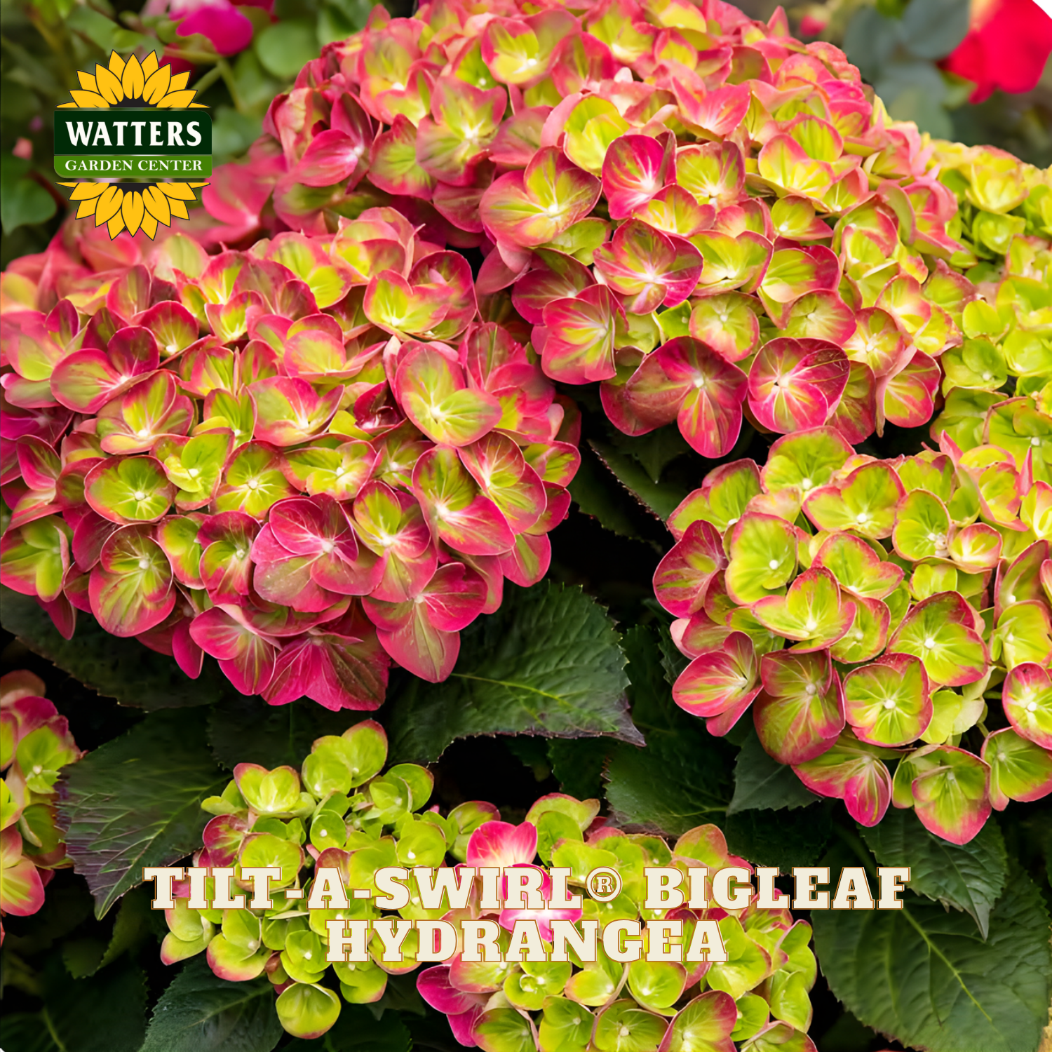 Pink and green bigleaf hydrangea flowers with Watters Garden Center branding.