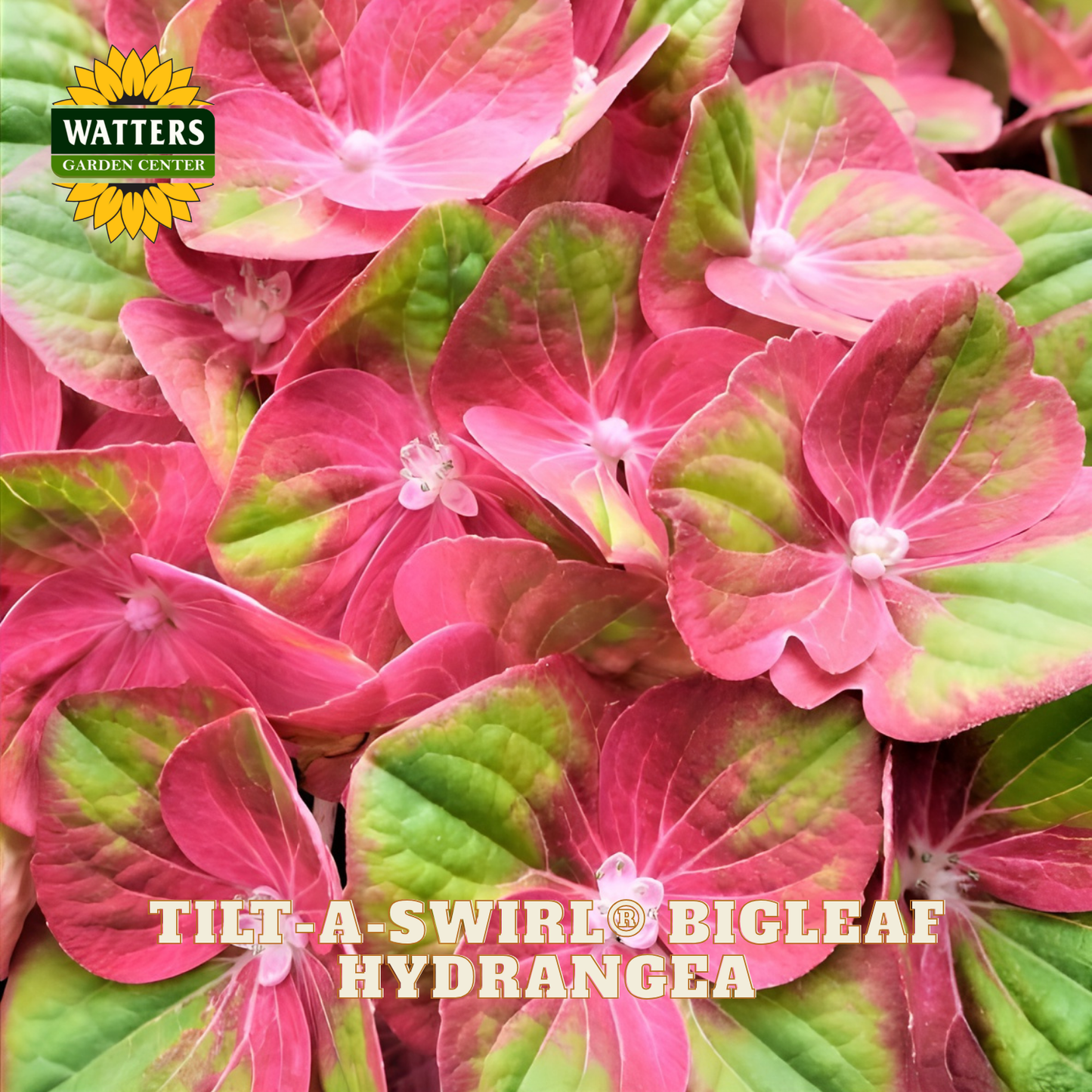 Pink and green bigleaf hydrangea flowers with Watters Garden Center branding.