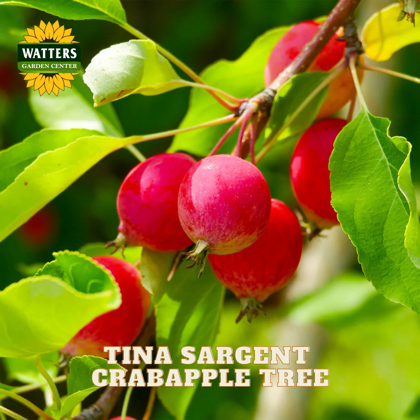 A close-up of crabapples hanging from a branch with green leaves, with the text 'TINA SARGENT CRABAPPLE TREE' and a 'WATTERS GARDEN CENTER' logo. This appears to be a product listing image for a crabapple tree variety.