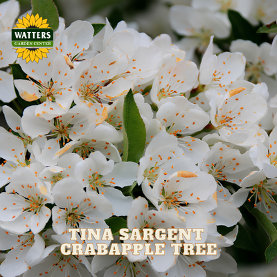 Close-up of white crabapple flowers with orange-tan centers and green leaves, with the text 'TINA SARGENT CRABAPPLE TREE' and a 'WATTERS GARDEN CENTER' logo overlaid.