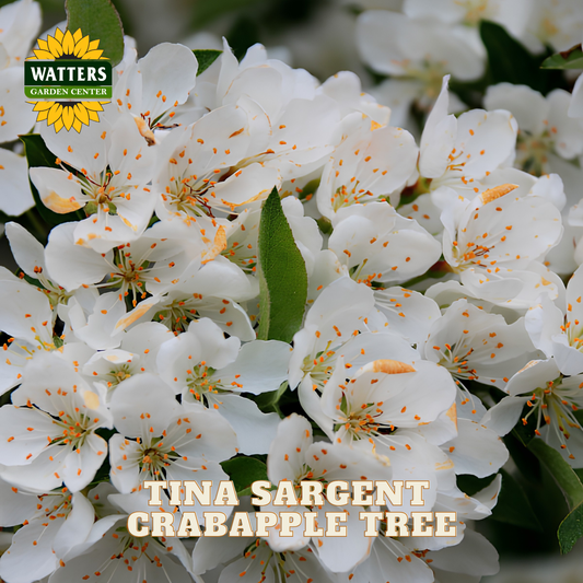 Close-up of white crabapple flowers with orange-tan centers and green leaves, with the text 'TINA SARGENT CRABAPPLE TREE' and a 'WATTERS GARDEN CENTER' logo overlaid.