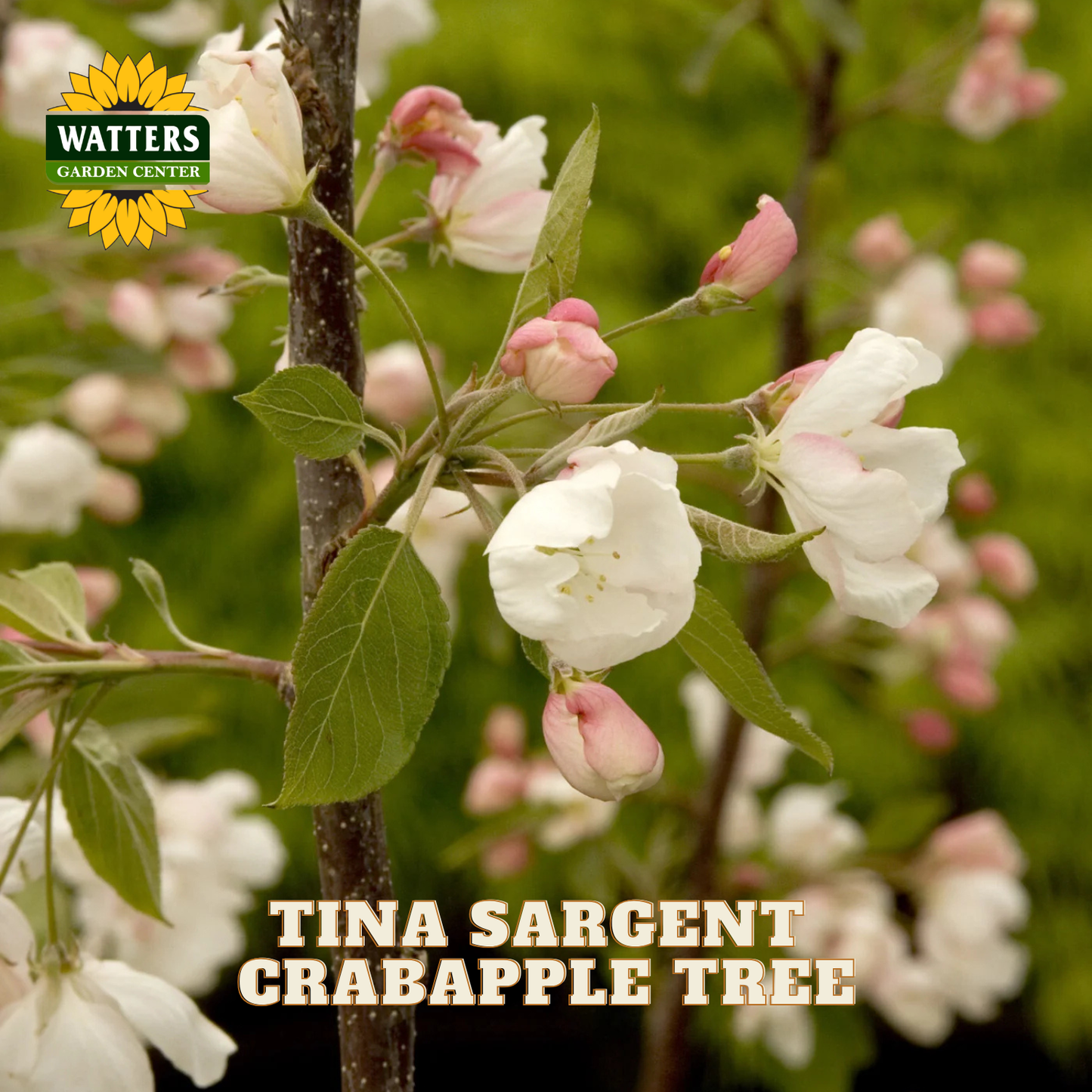 A close-up of a crabapple tree branch with white blossoms, pink buds, green leaves, and a brown trunk, with the text 'TINA SARGENT CRABAPPLE TREE' and a 'WATTERS GARDEN CENTER' logo.