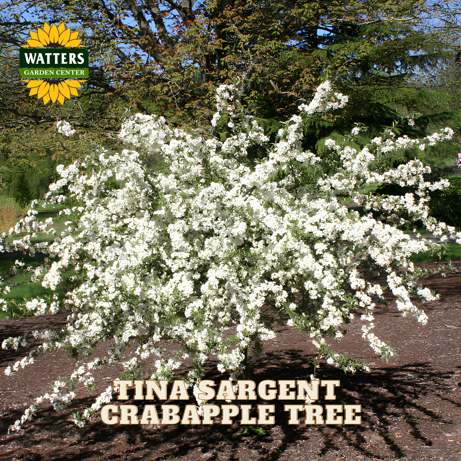 A flowering crabapple tree in full white bloom with green foliage and brown mulch, photographed outdoors. The Watters Garden Center logo appears in the top left, and the text 'TINA SARGENT CRABAPPLE TREE' is overlaid at the bottom.