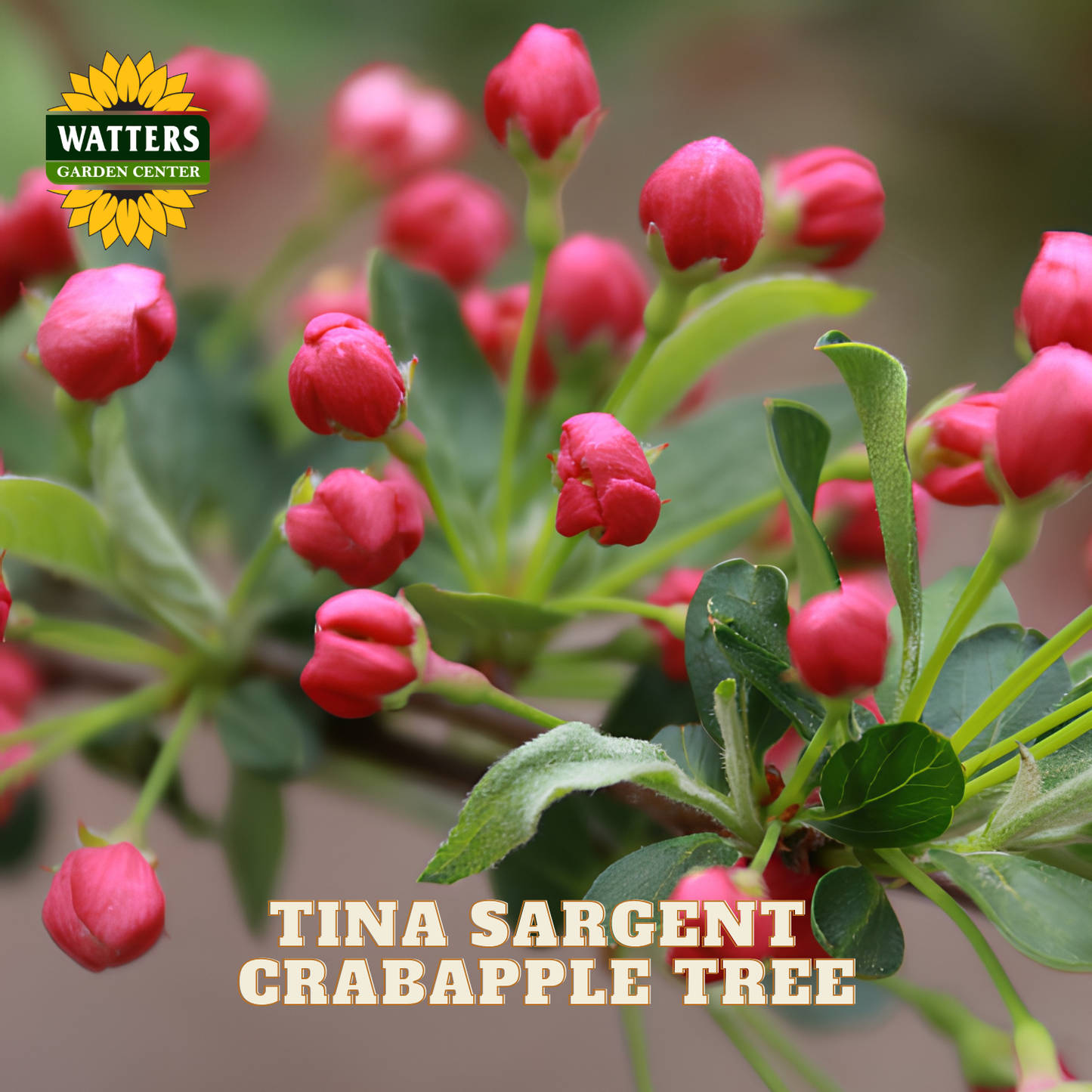 Close-up of a crabapple tree branch with many bright pink flower buds, green leaves, and soft blurred background. The Watters Garden Center logo appears in the top left, and the text 'TINA SARGENT CRABAPPLE TREE' appears at the bottom.