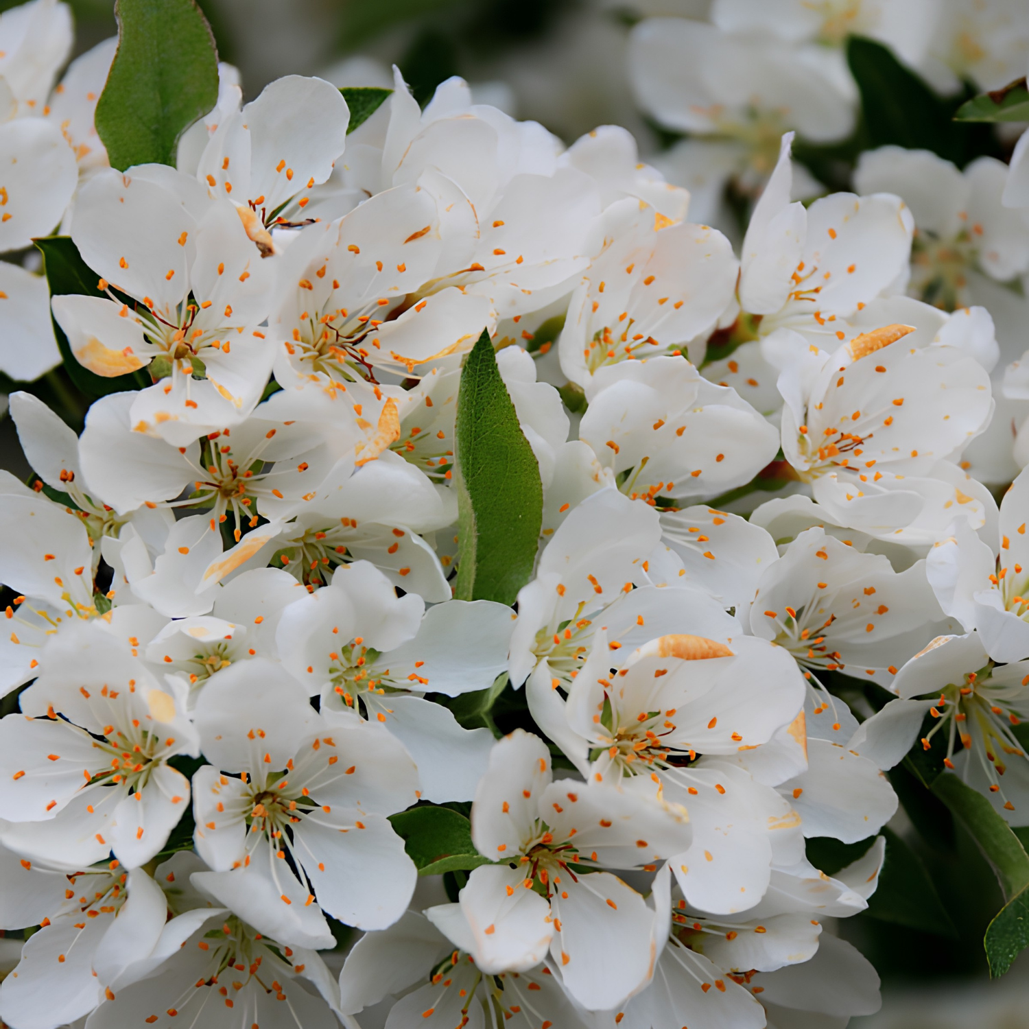 Close-up of white blossoms with orange-tan centers and green leaves.